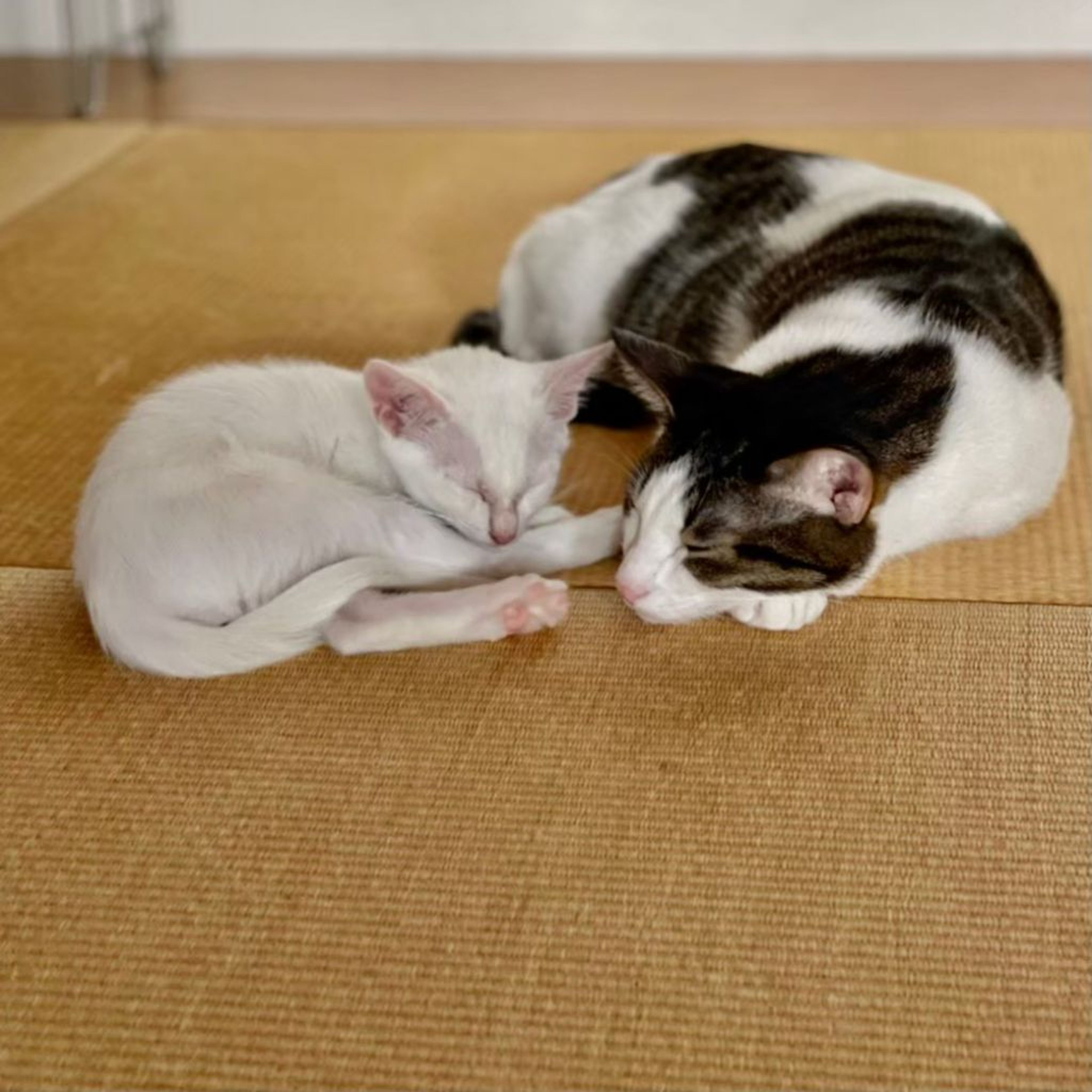pet-image-7