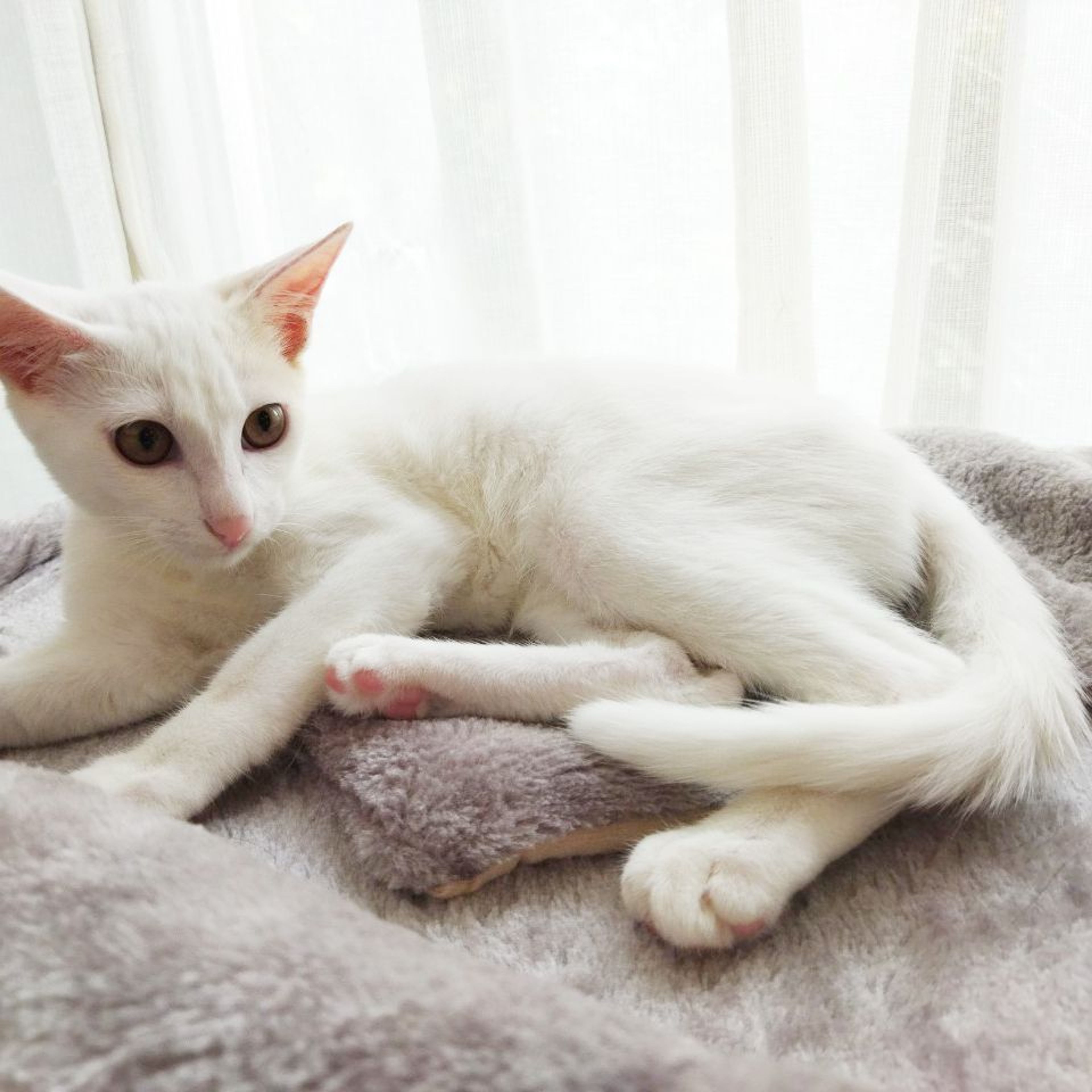 pet-image-8