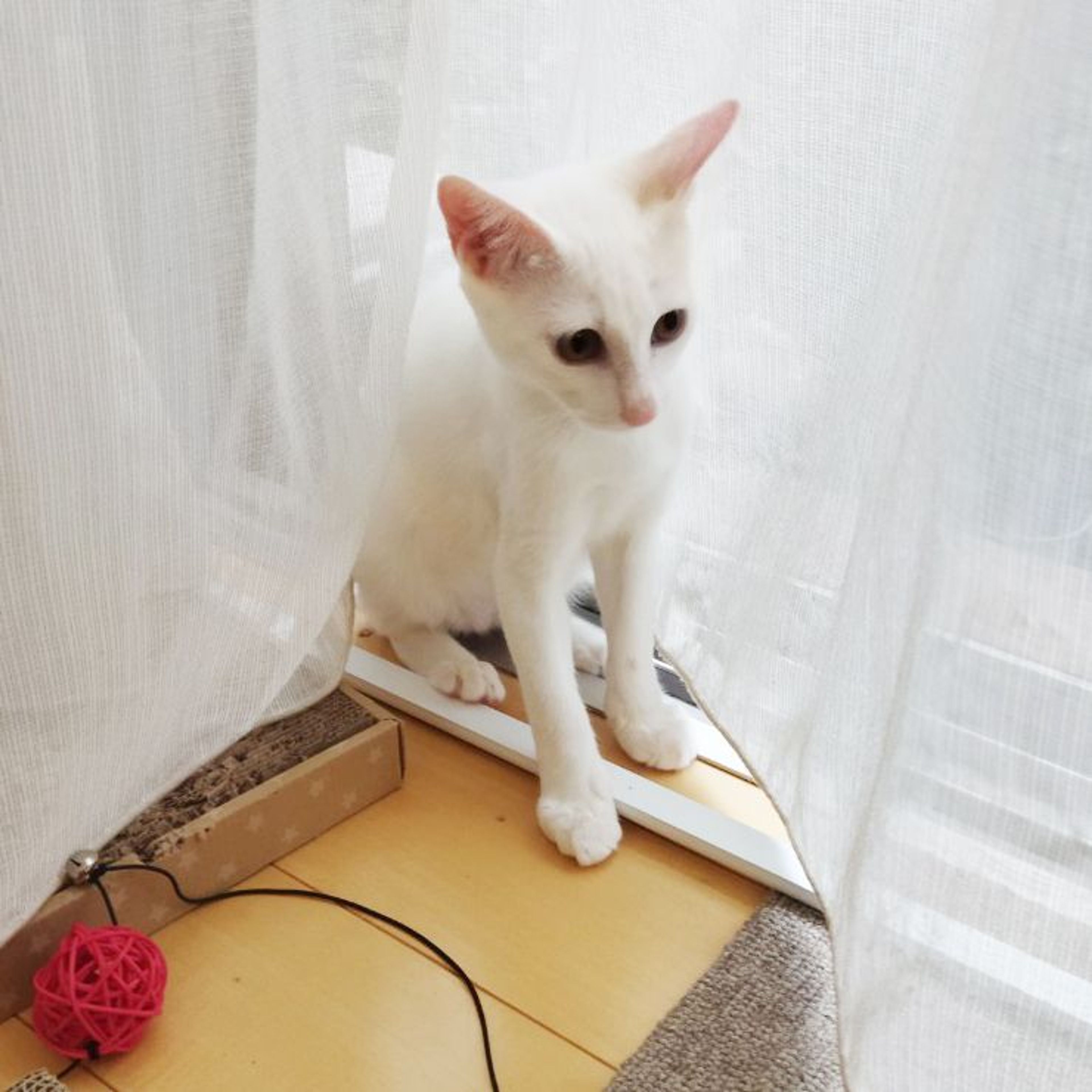 pet-image-9