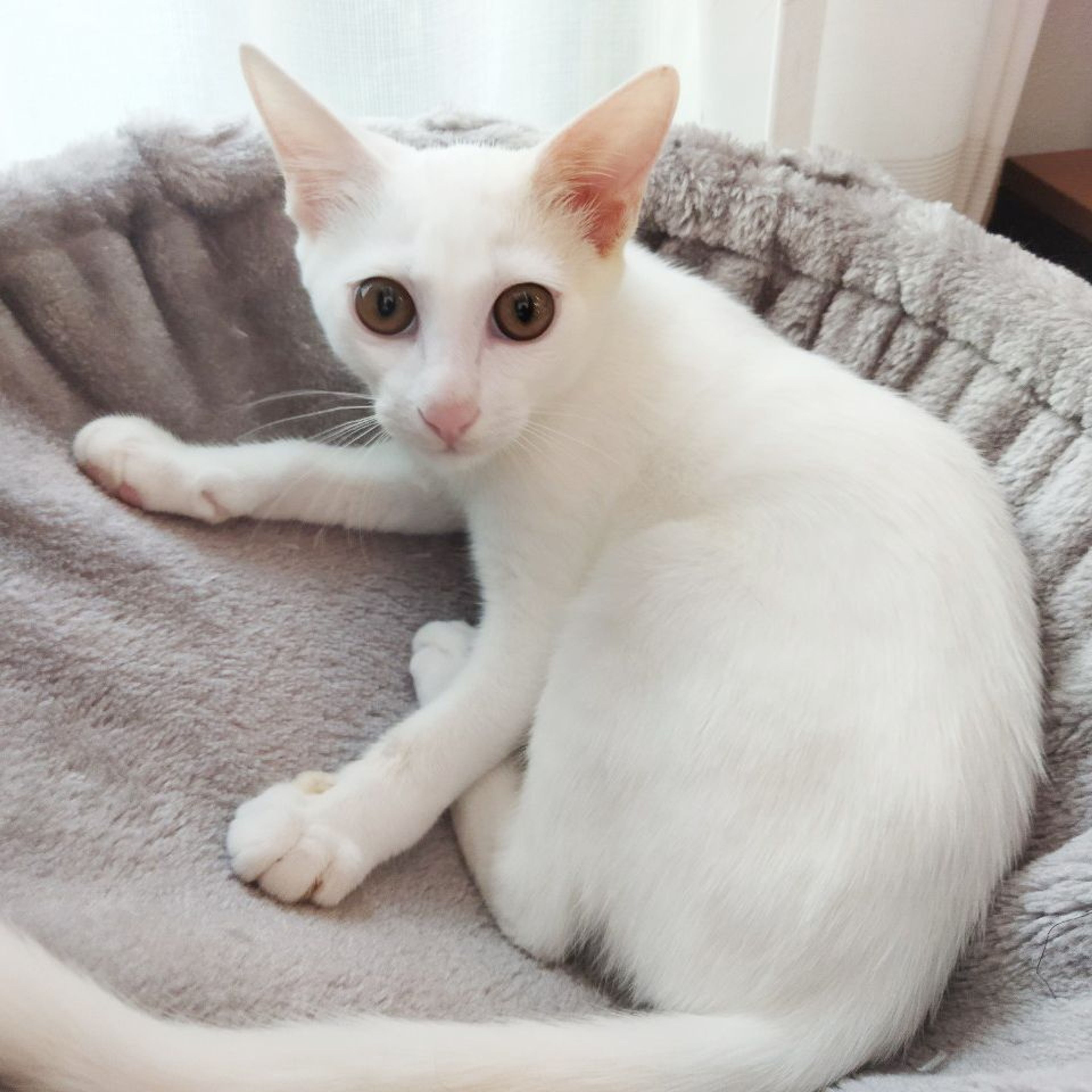 pet-image-10