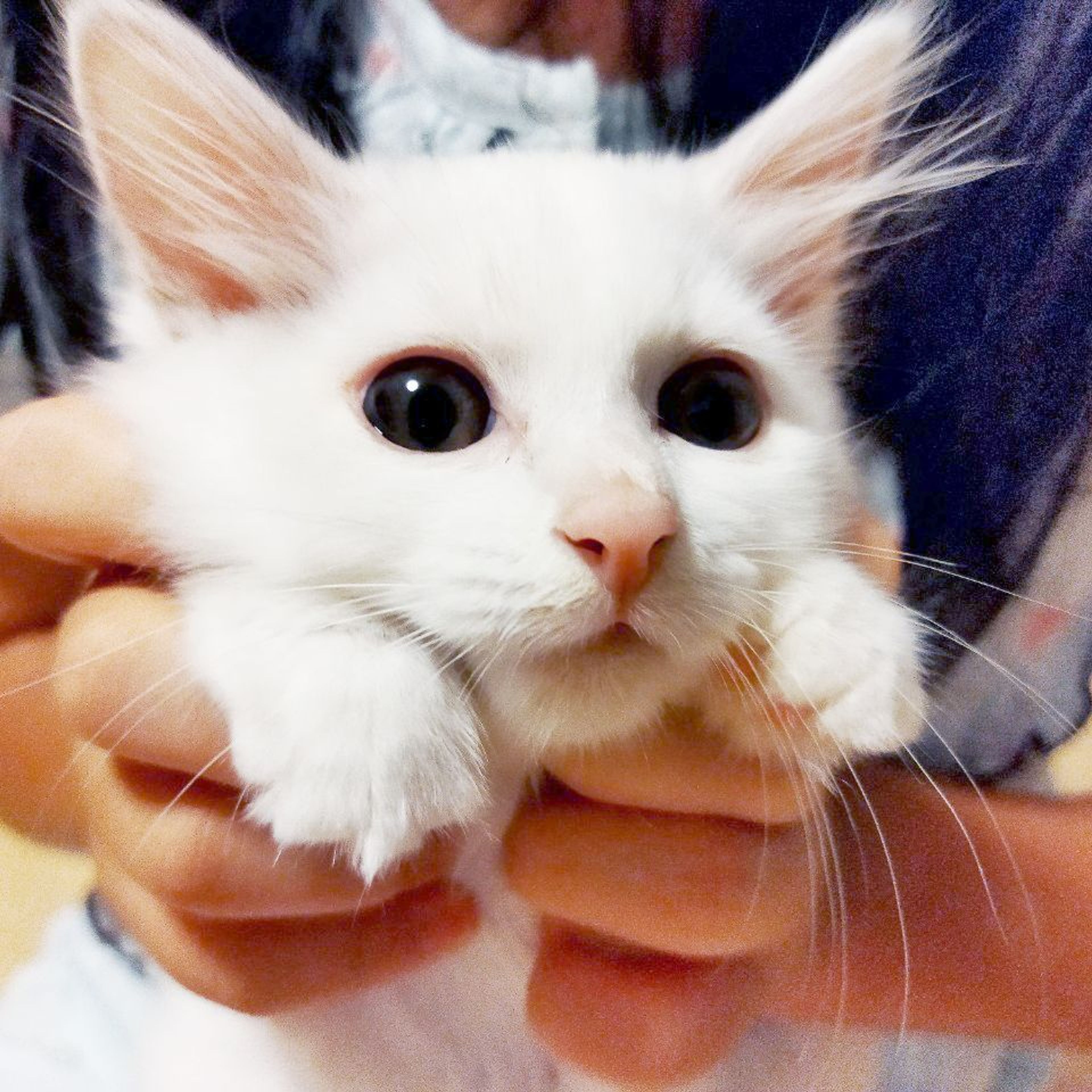 雑種（ミックス猫）・オスの里親募集の写真