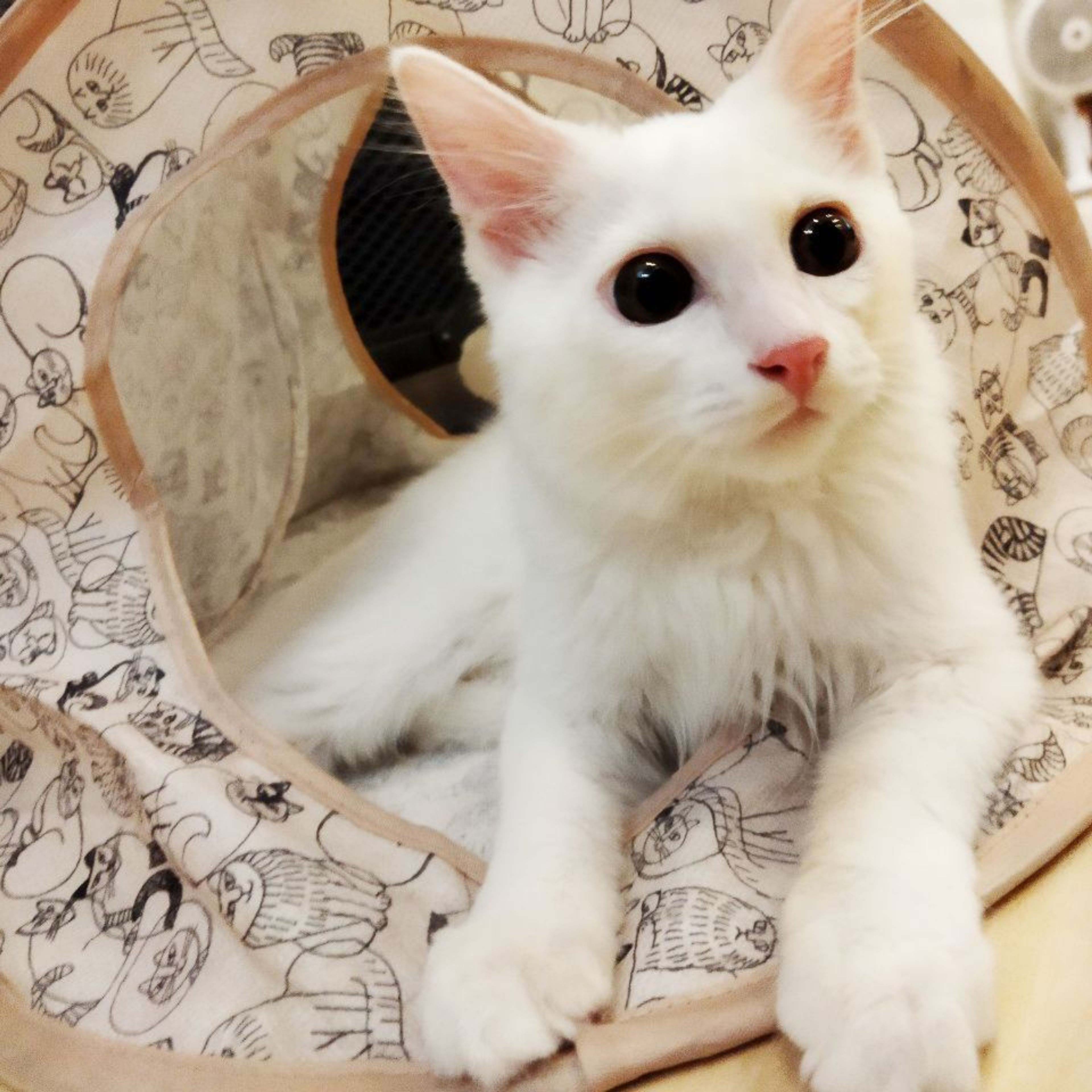 pet-image-2