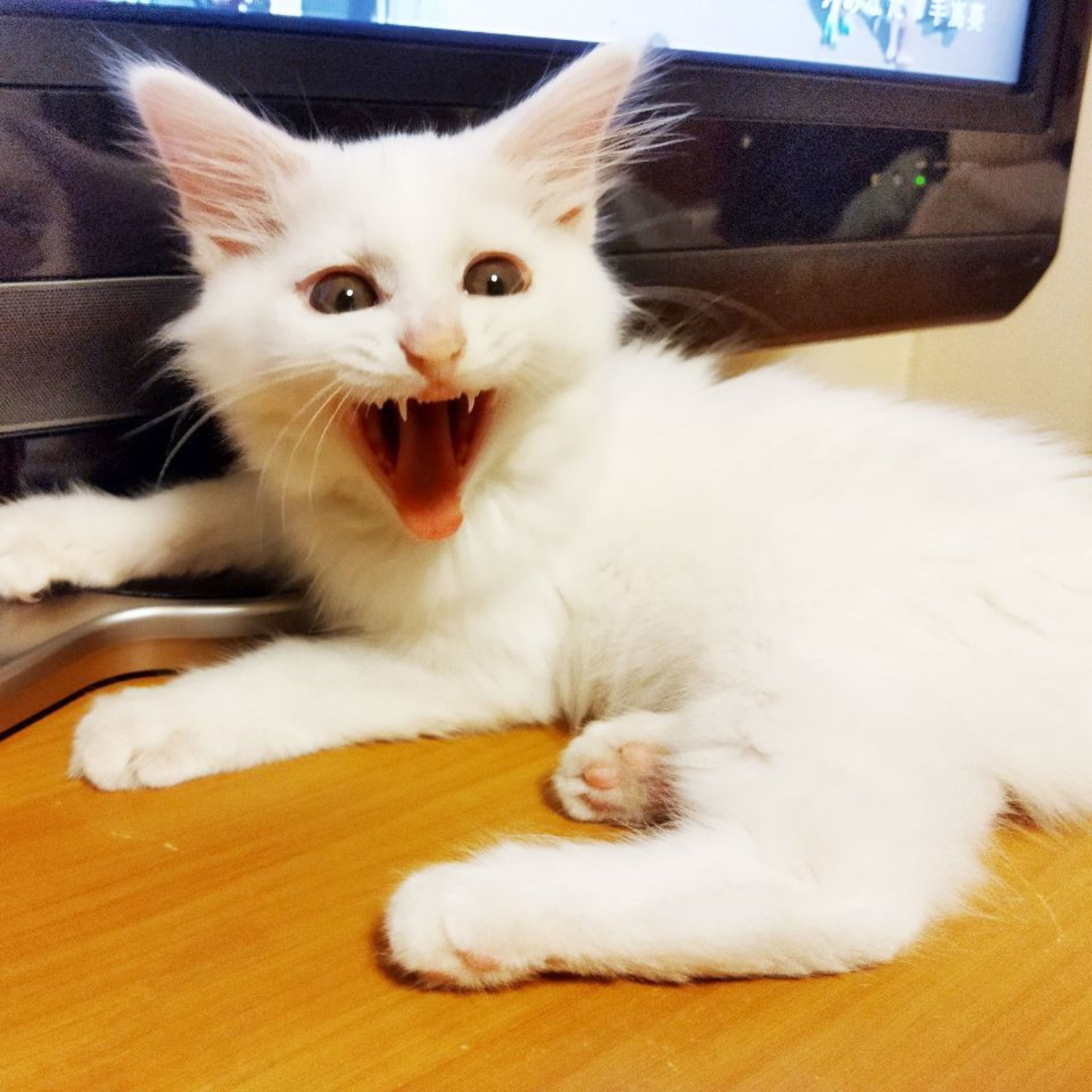 pet-image-4