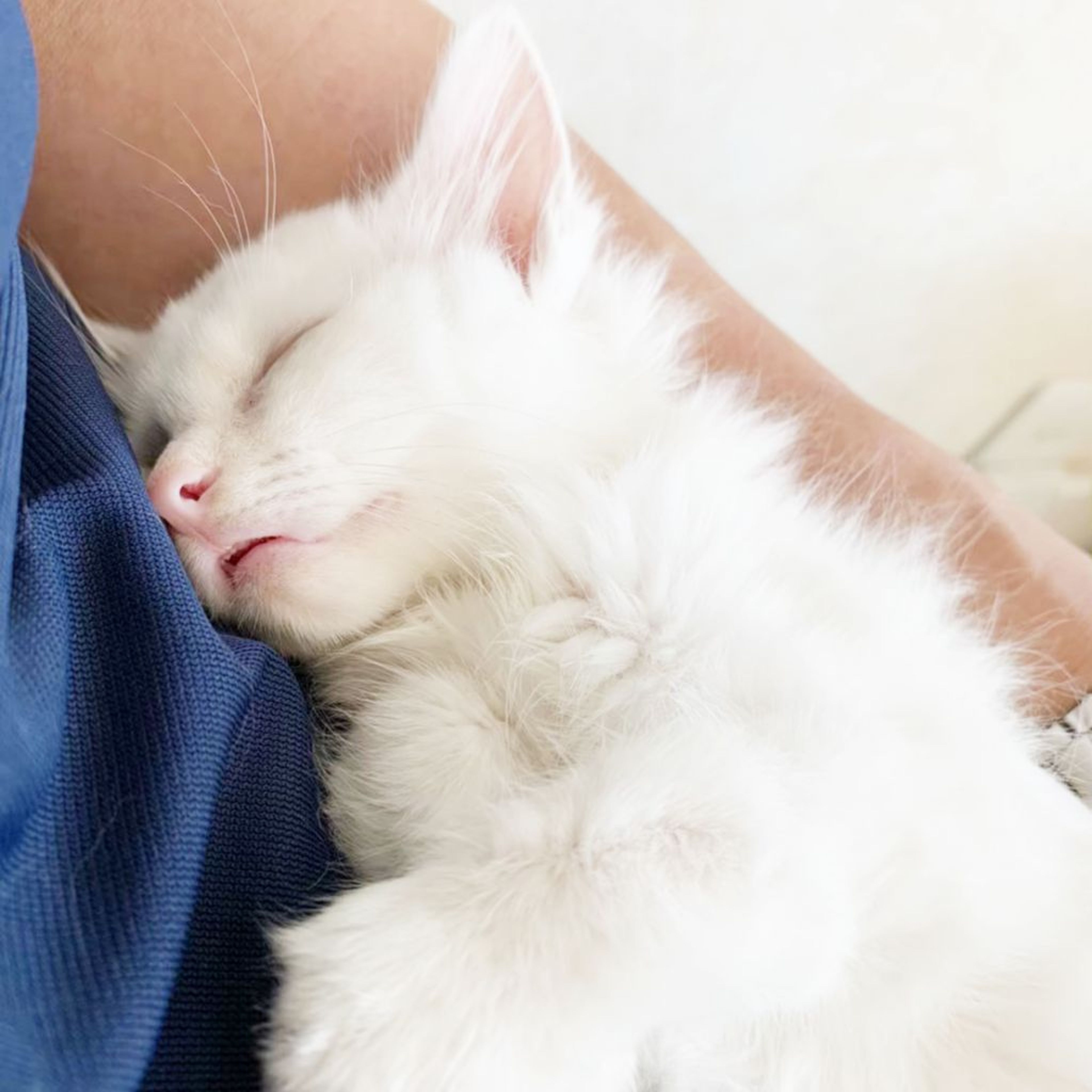 pet-image-5