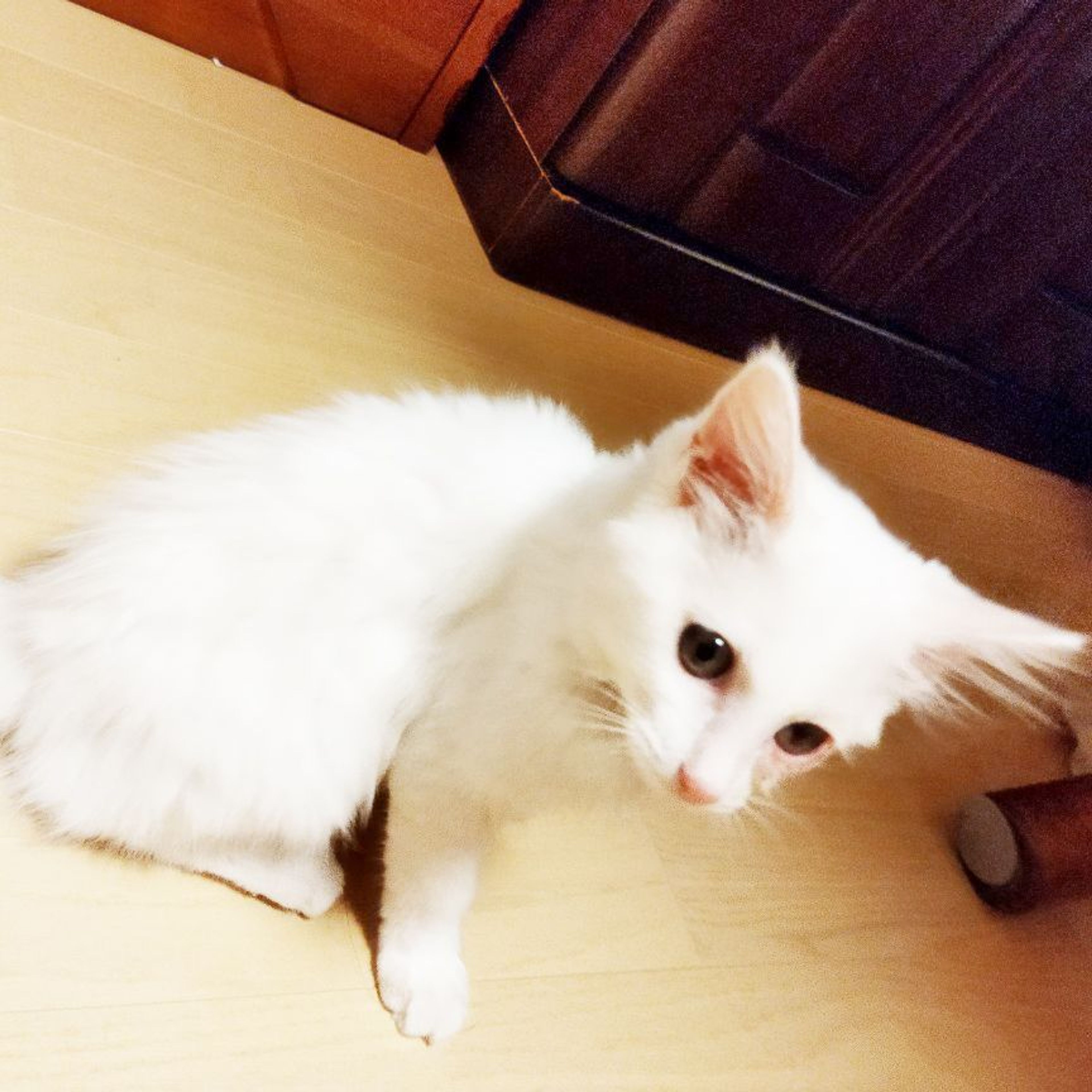 pet-image-6