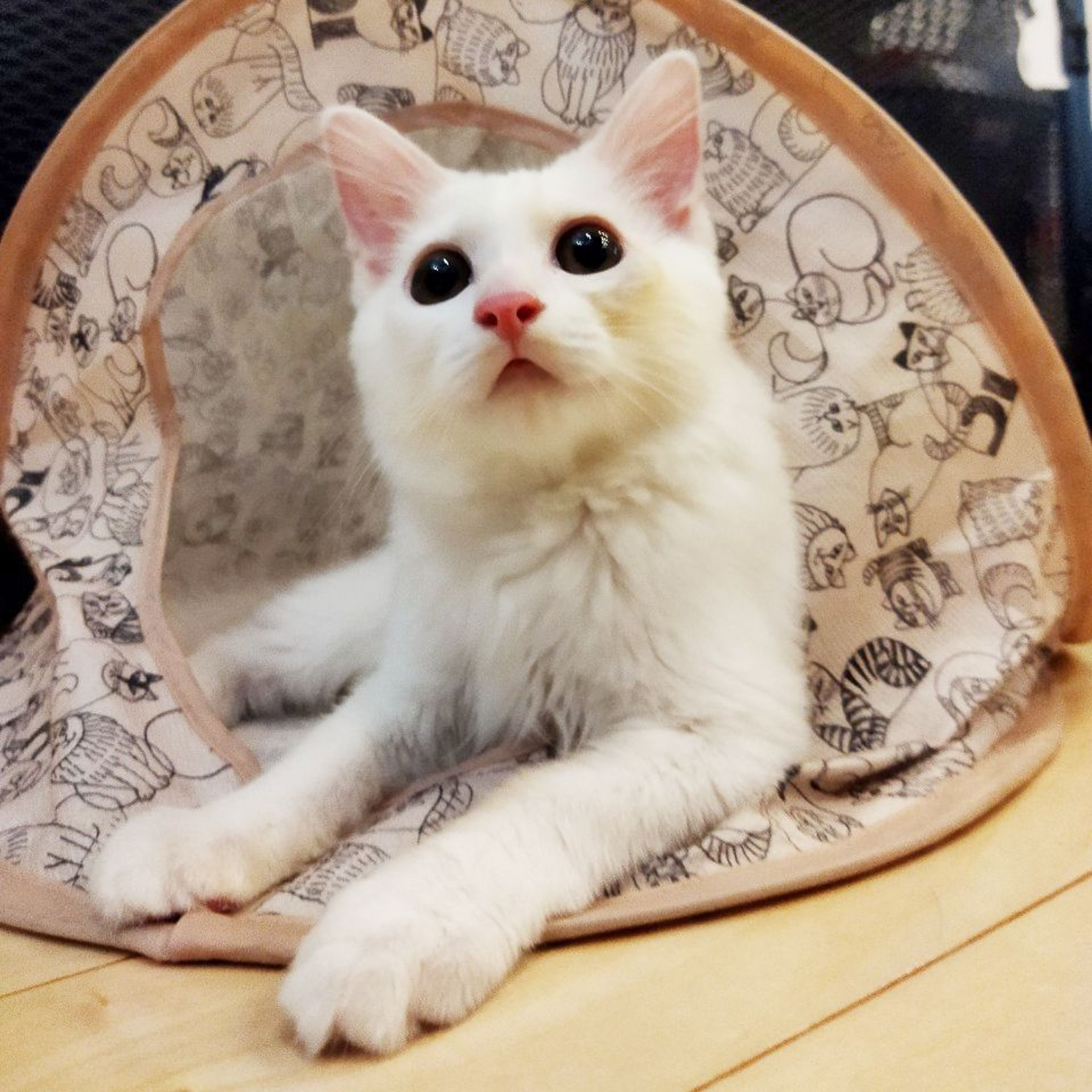 pet-image-7