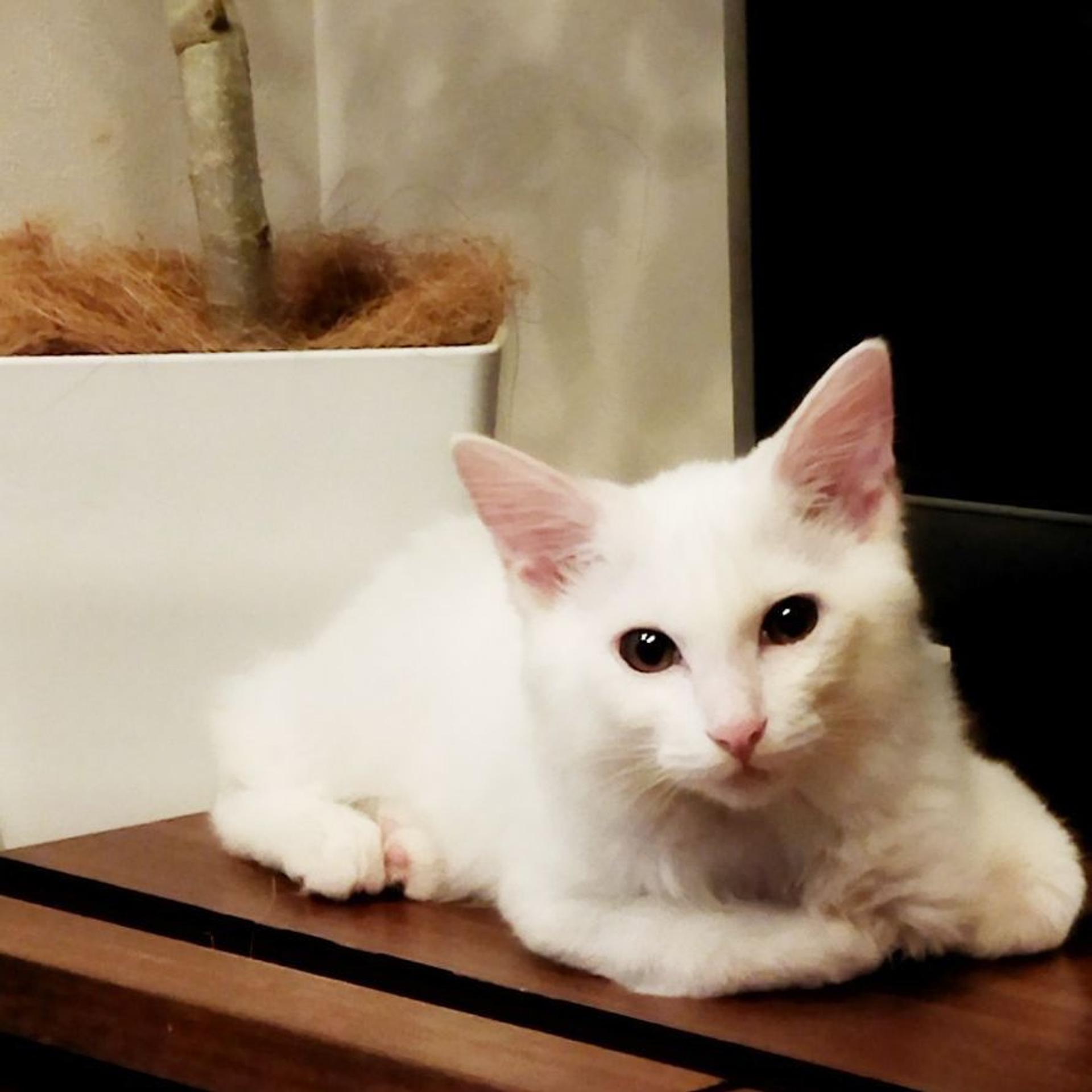 pet-image-8