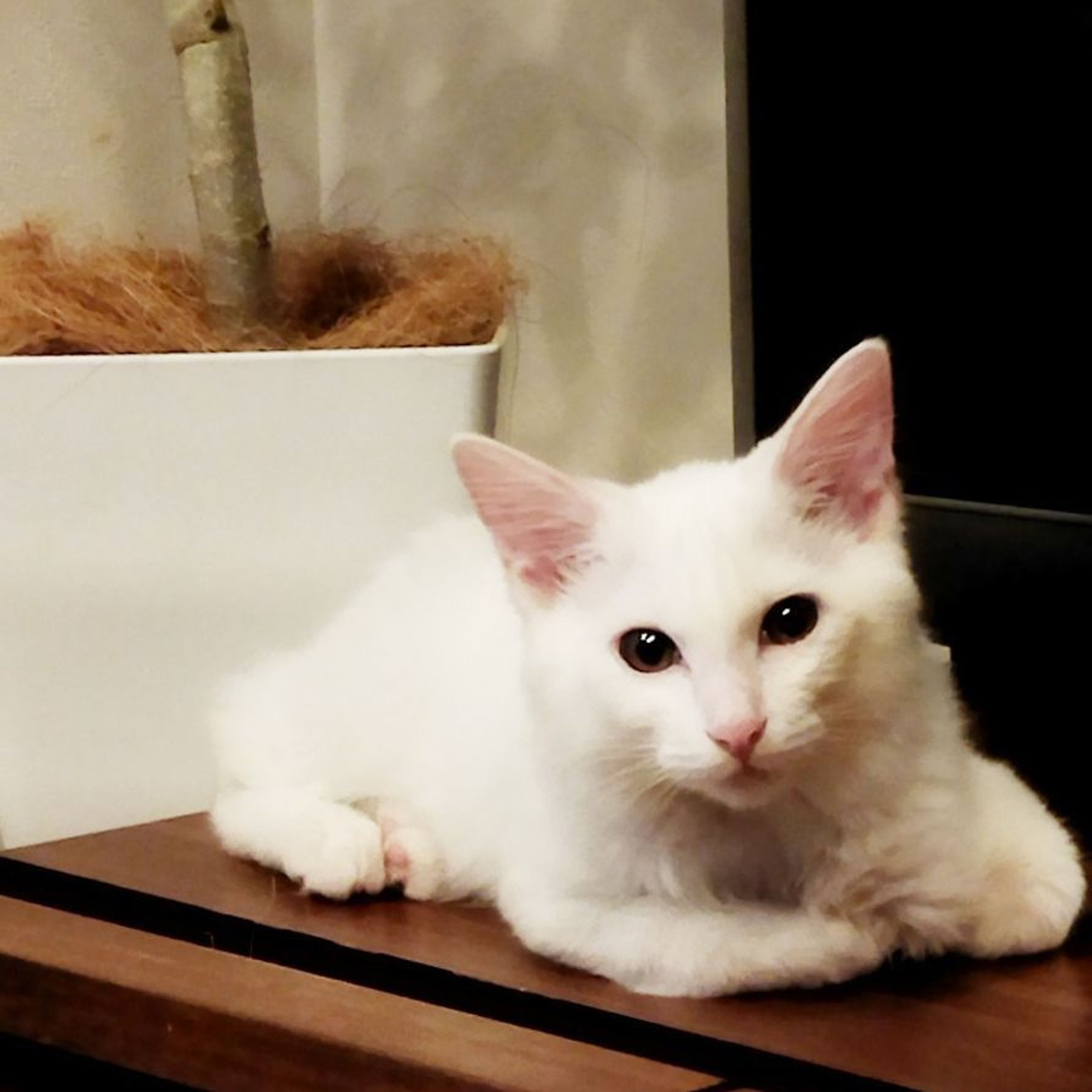 pet-image-8