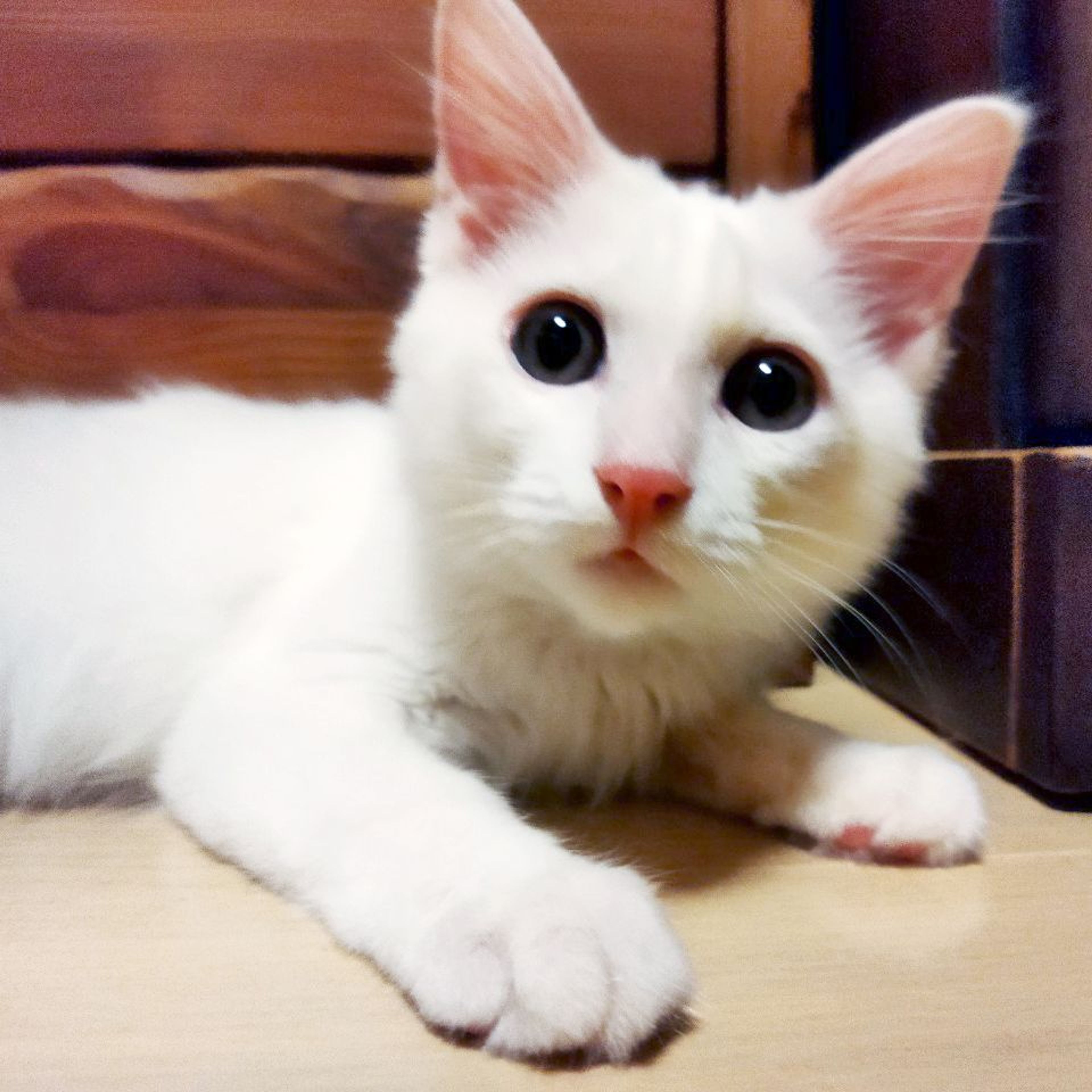 pet-image-9