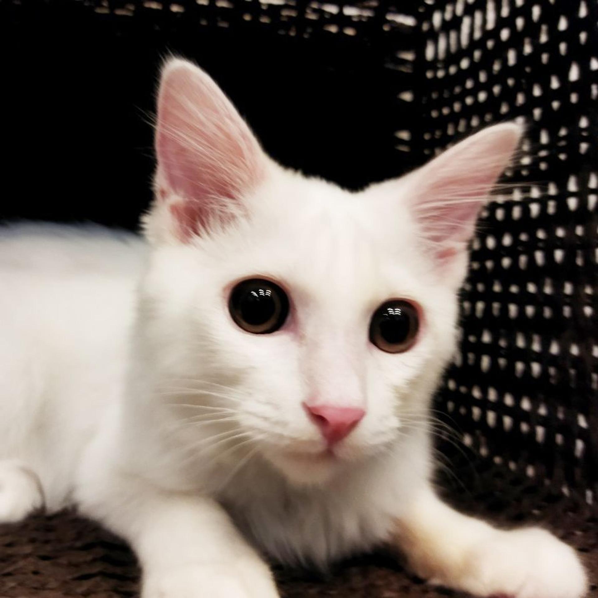 pet-image-10