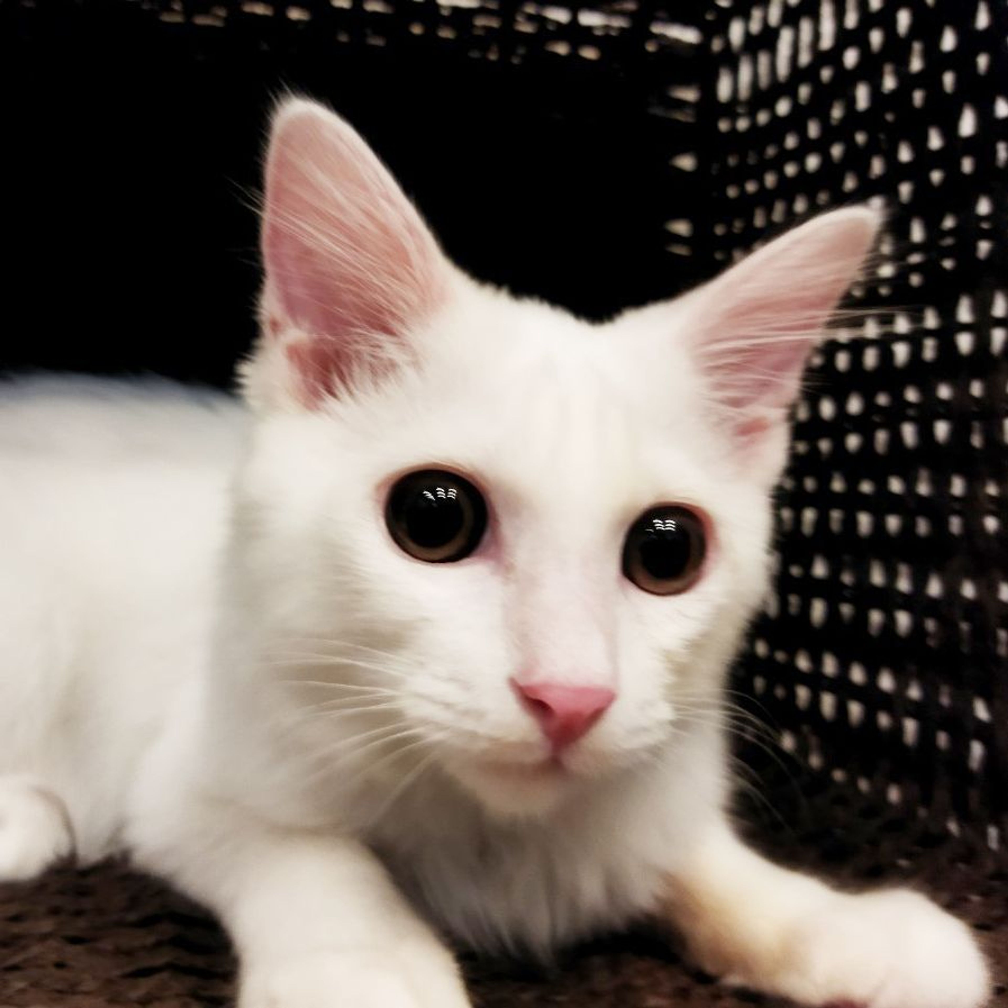 pet-image-10
