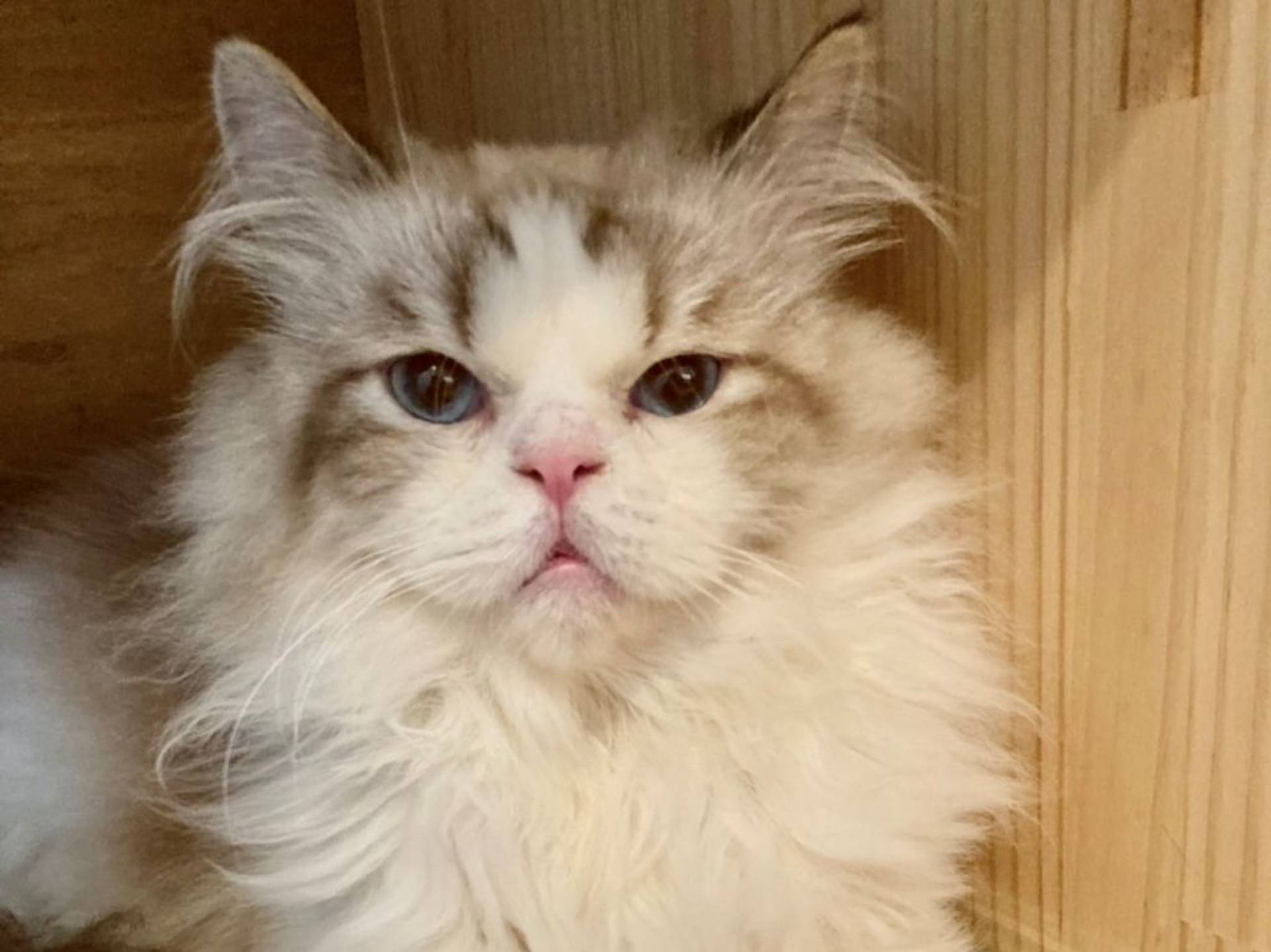 雑種（ミックス猫）・オスの里親募集の写真