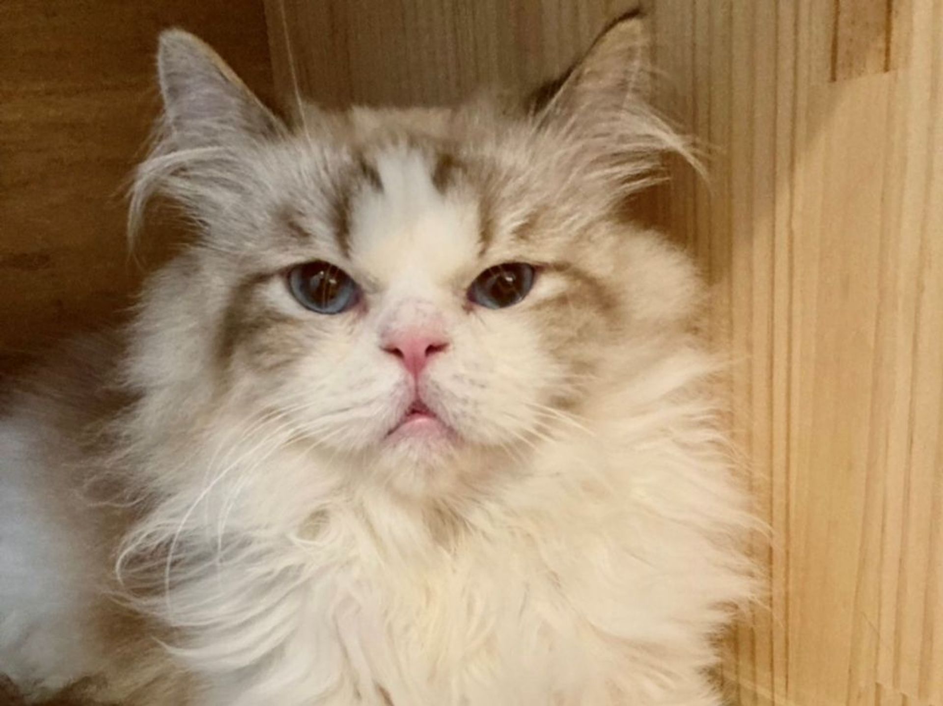 雑種（ミックス猫）・オスの里親募集の写真