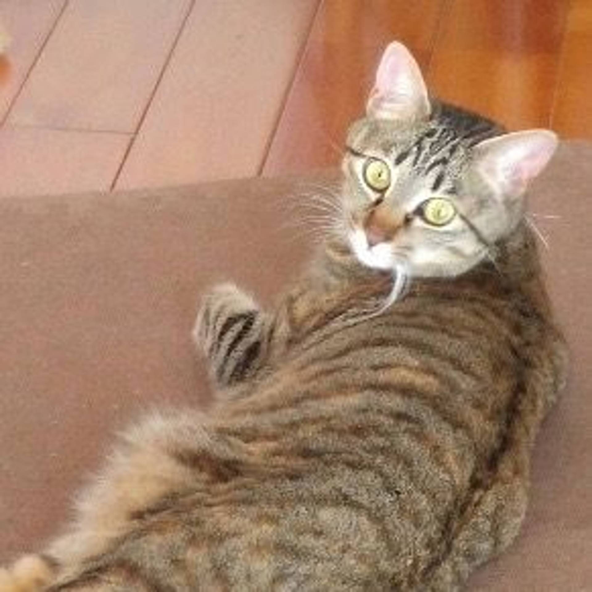 雑種（ミックス猫）・メスの里親募集の写真