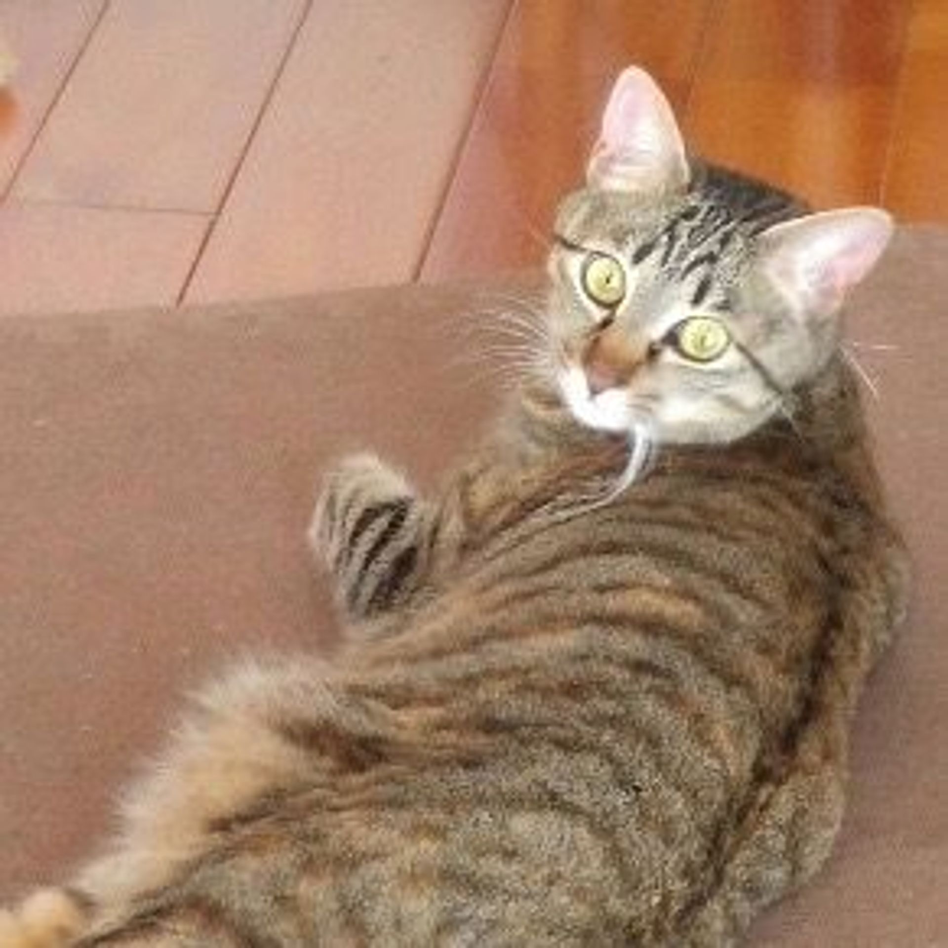雑種（ミックス猫）・メスの里親募集の写真