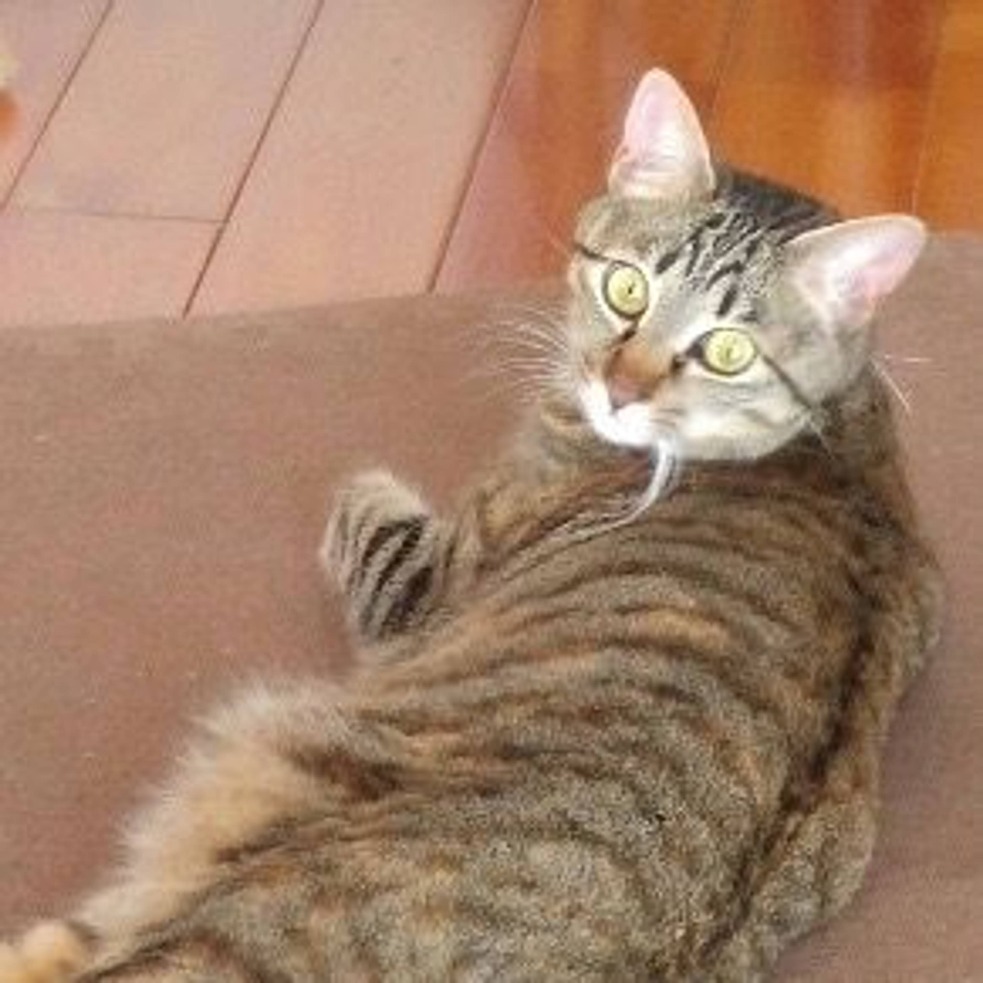 雑種（ミックス猫）・メスの里親募集の写真