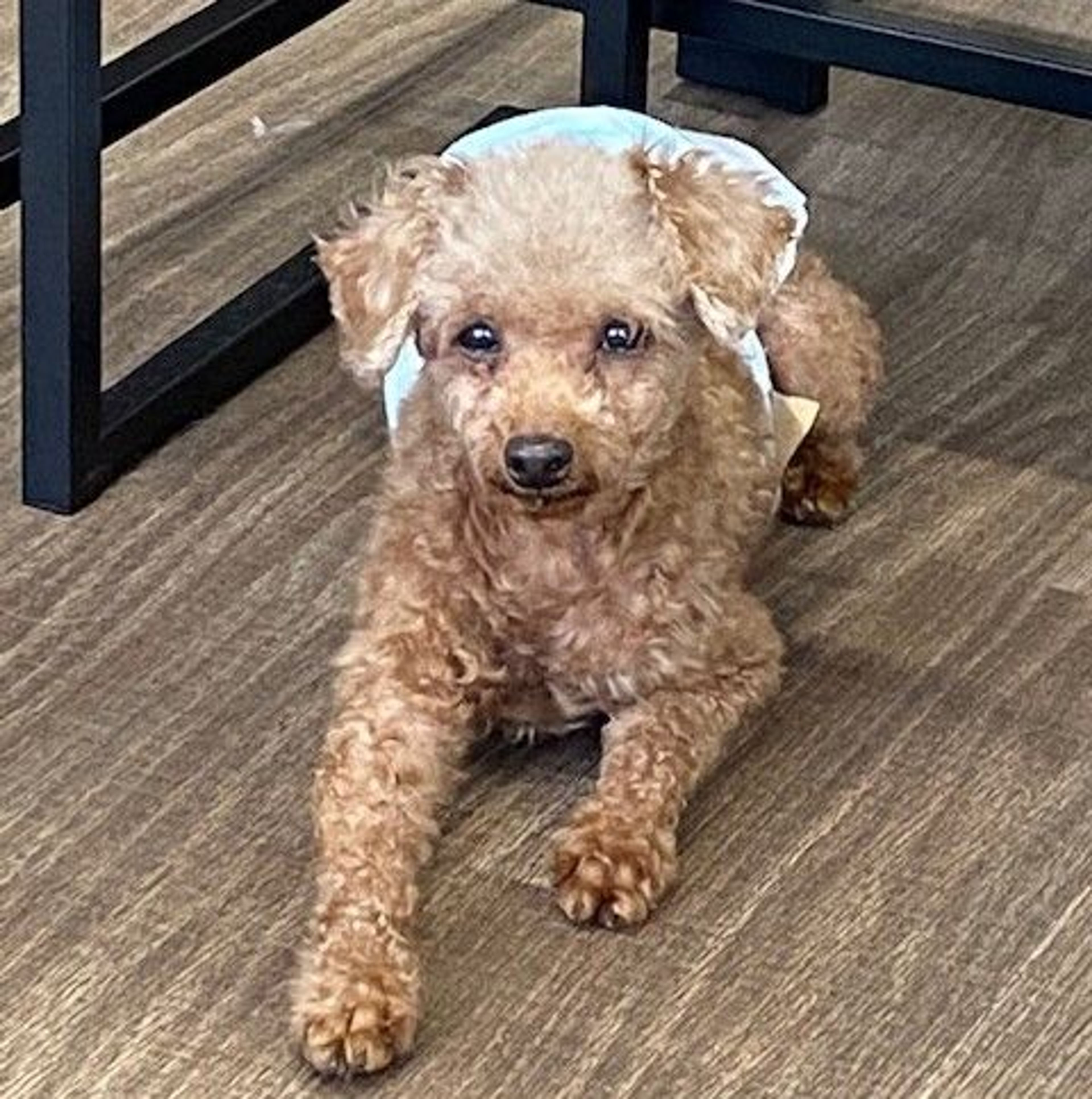 pet-image-4