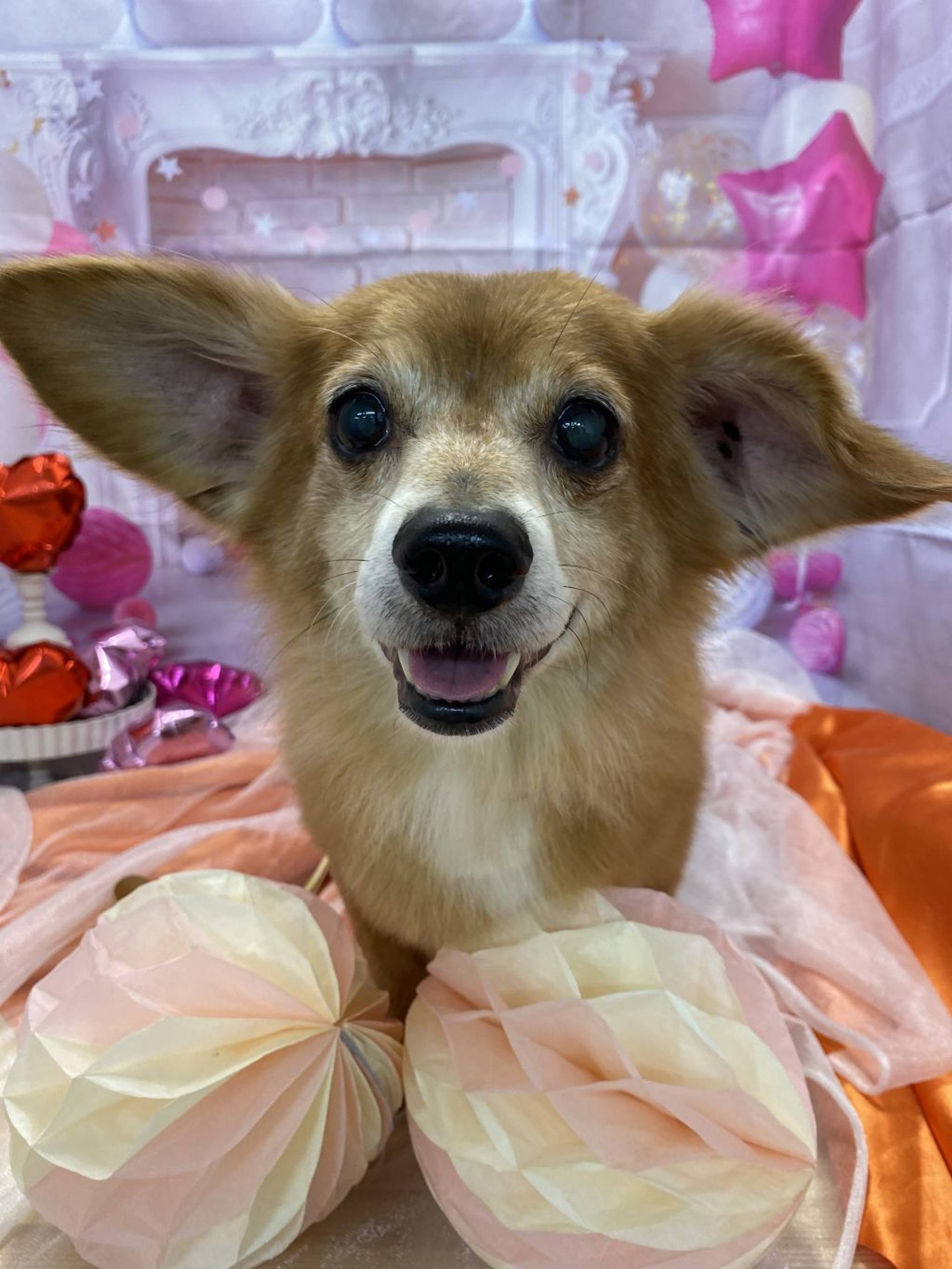 雑種（ミックス犬）・オスの里親募集の写真
