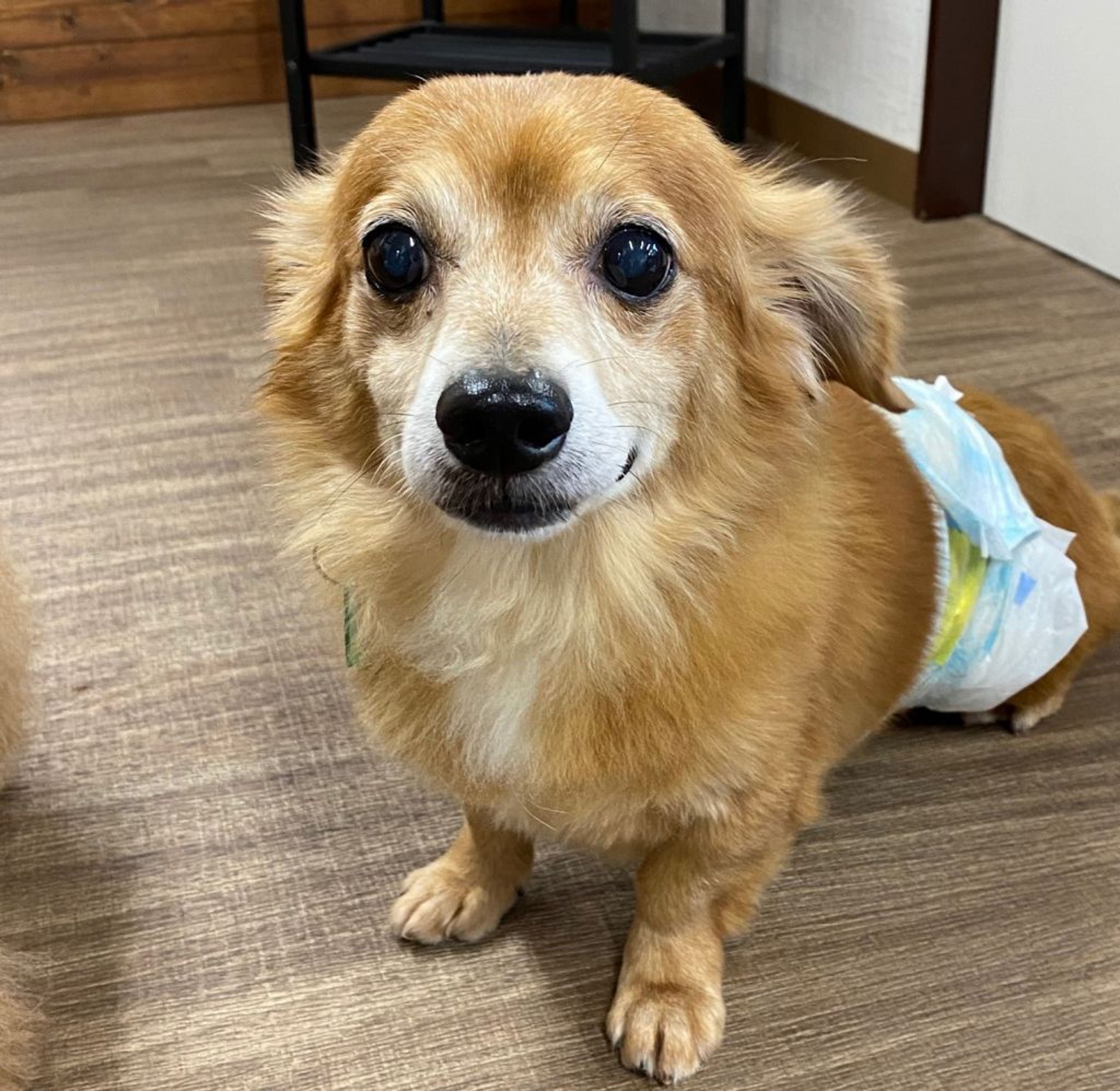 pet-image-2