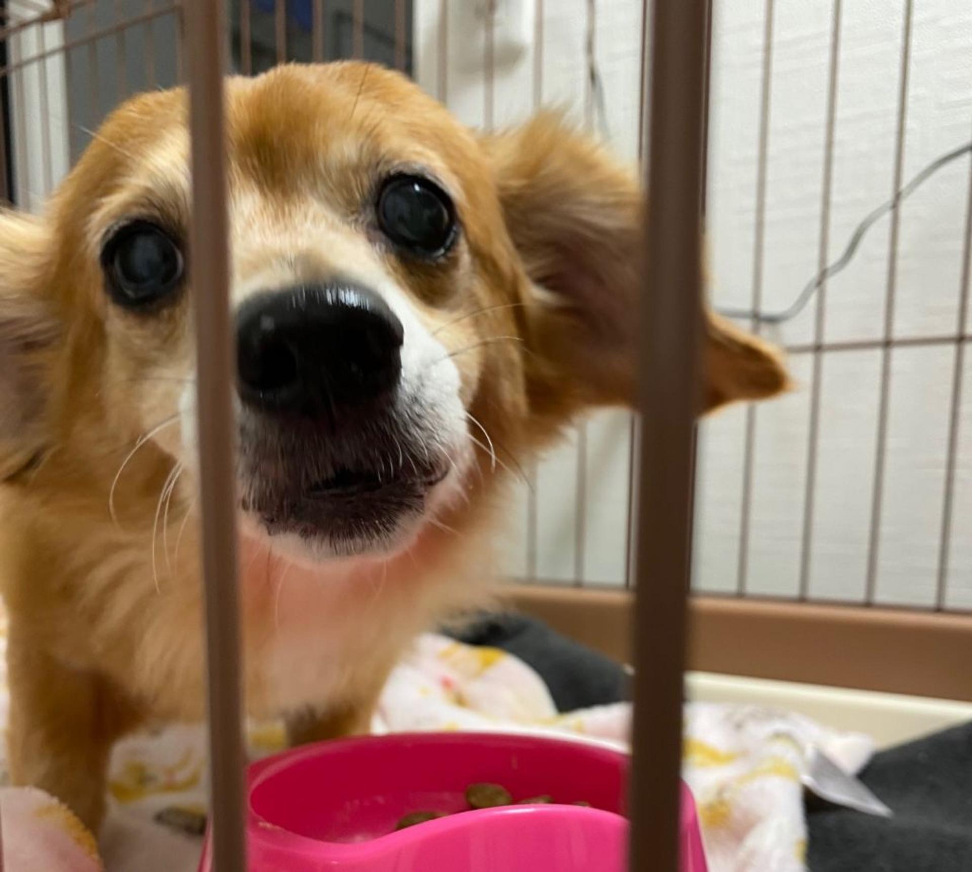 pet-image-4