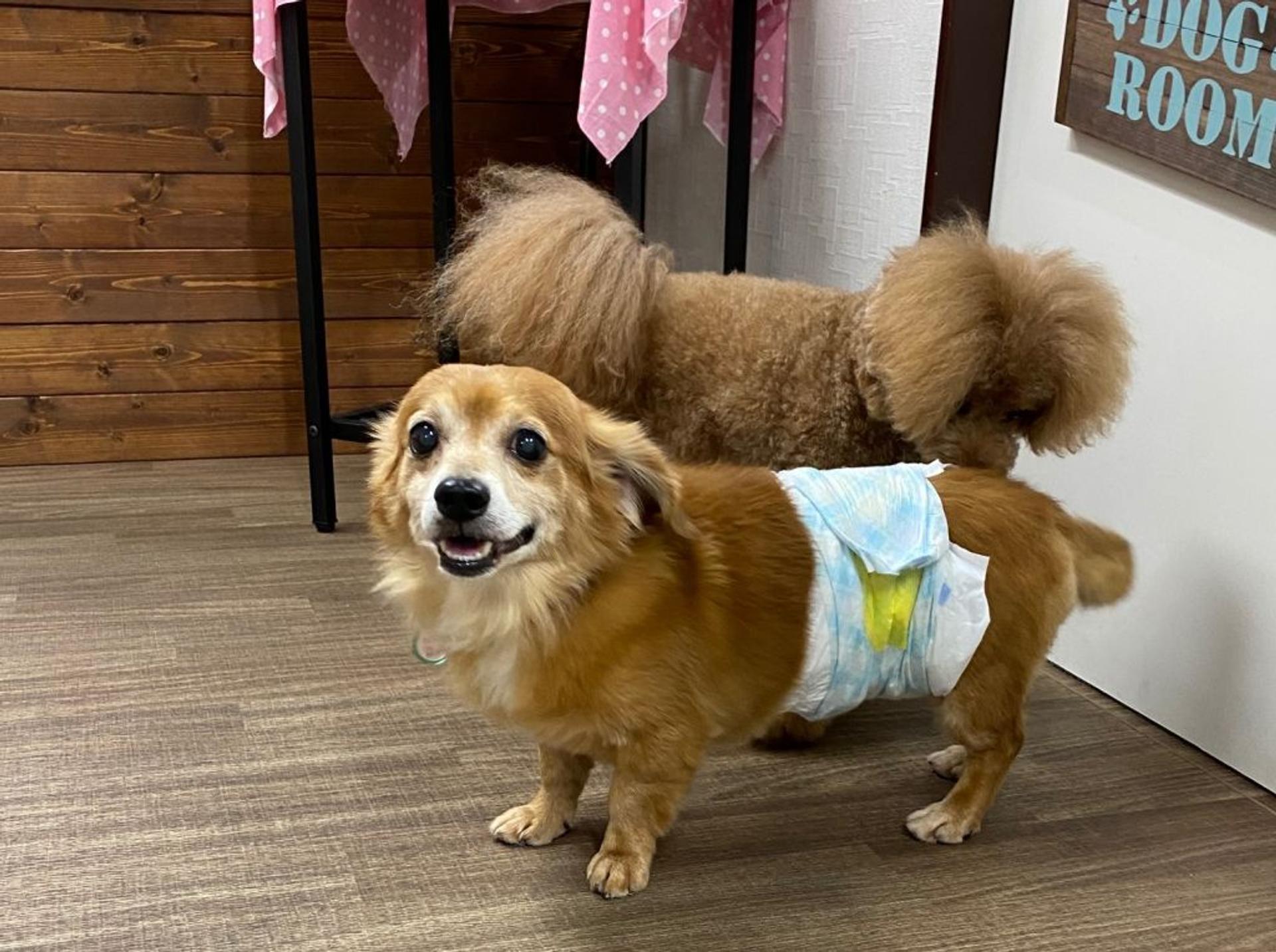 pet-image-6