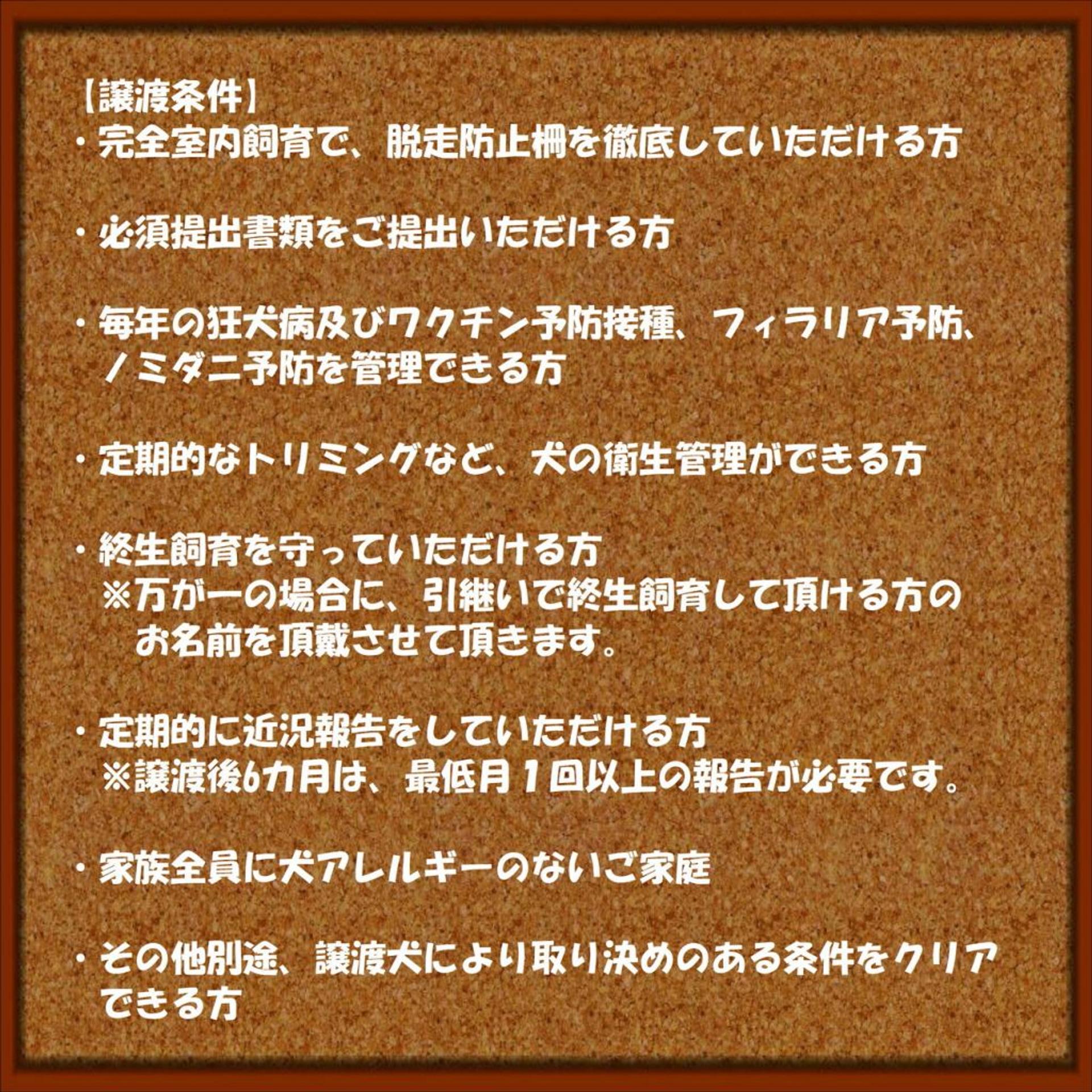 pet-image-7
