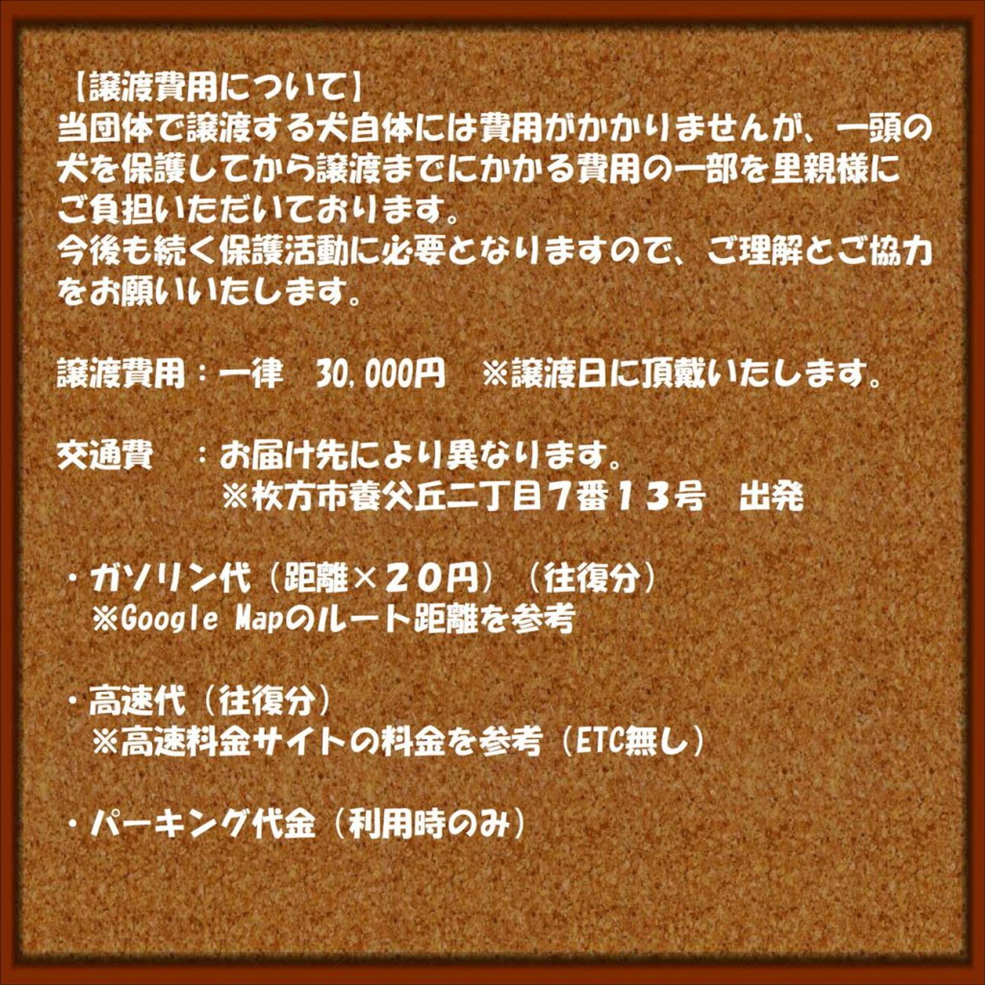 pet-image-8
