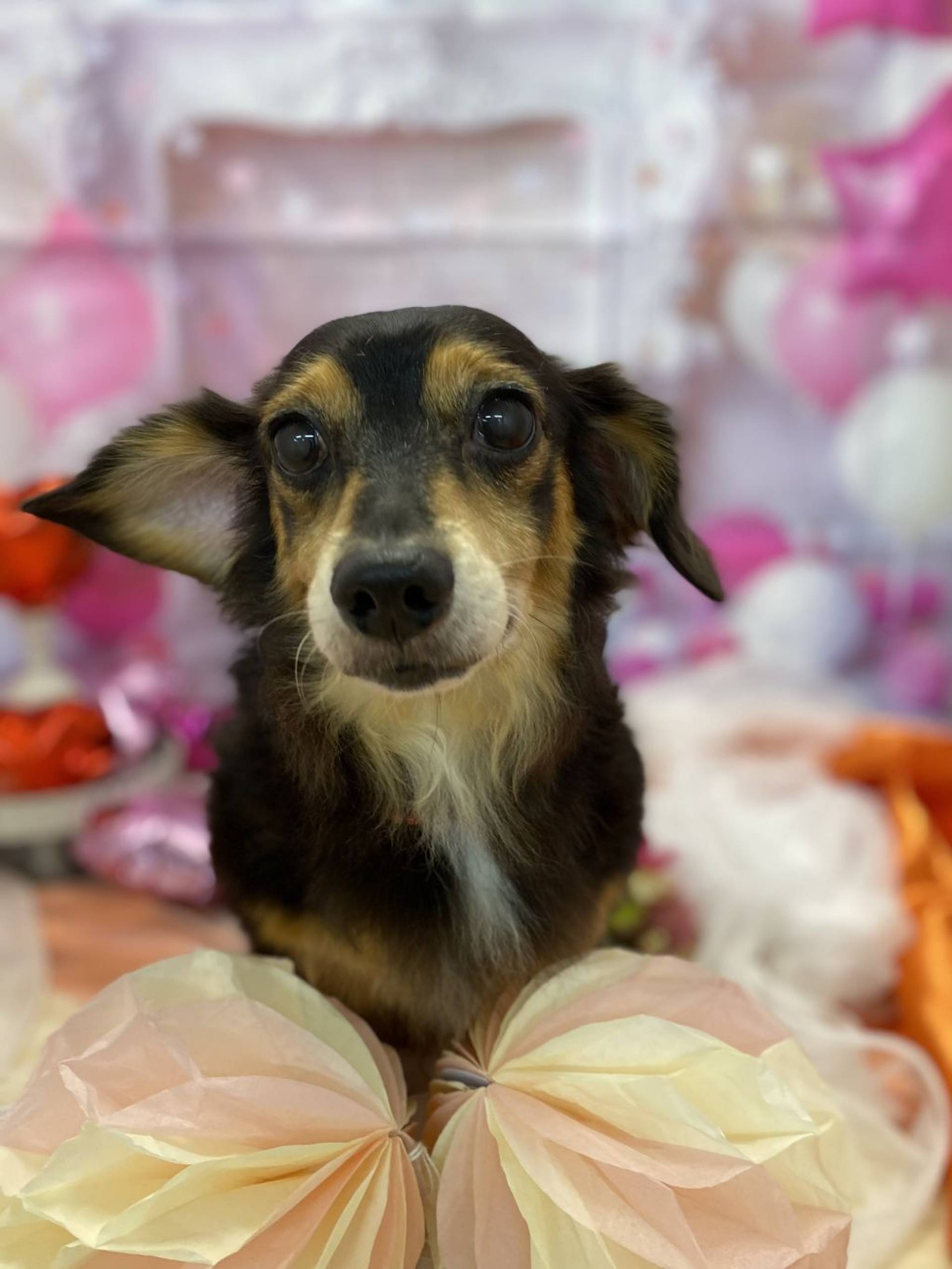 雑種（ミックス犬）・オスの里親募集の写真