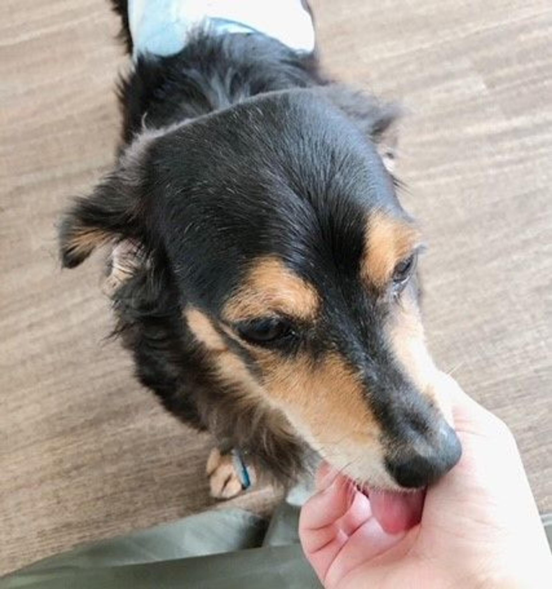 pet-image-4