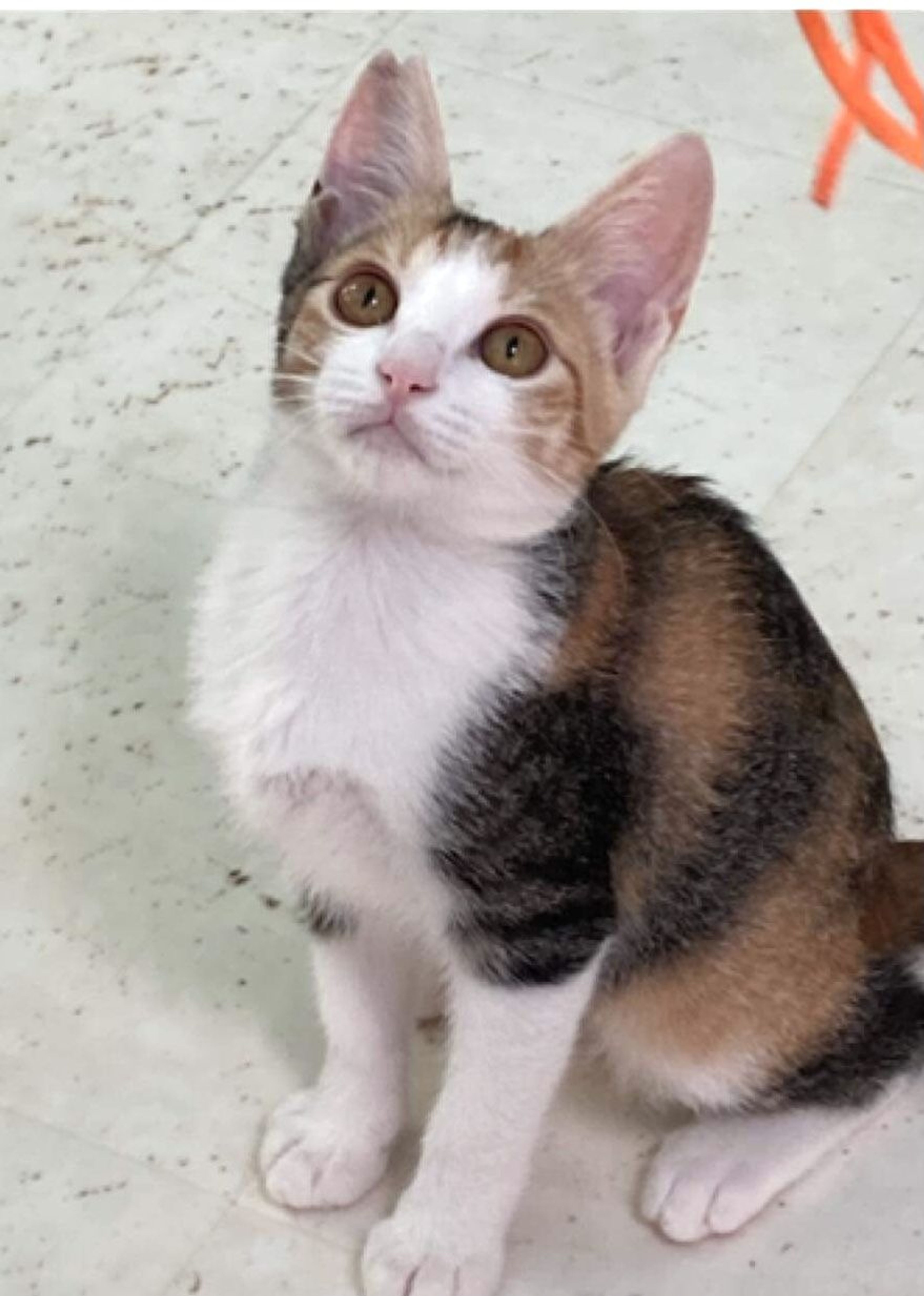雑種（ミックス猫）・メスの里親募集の写真