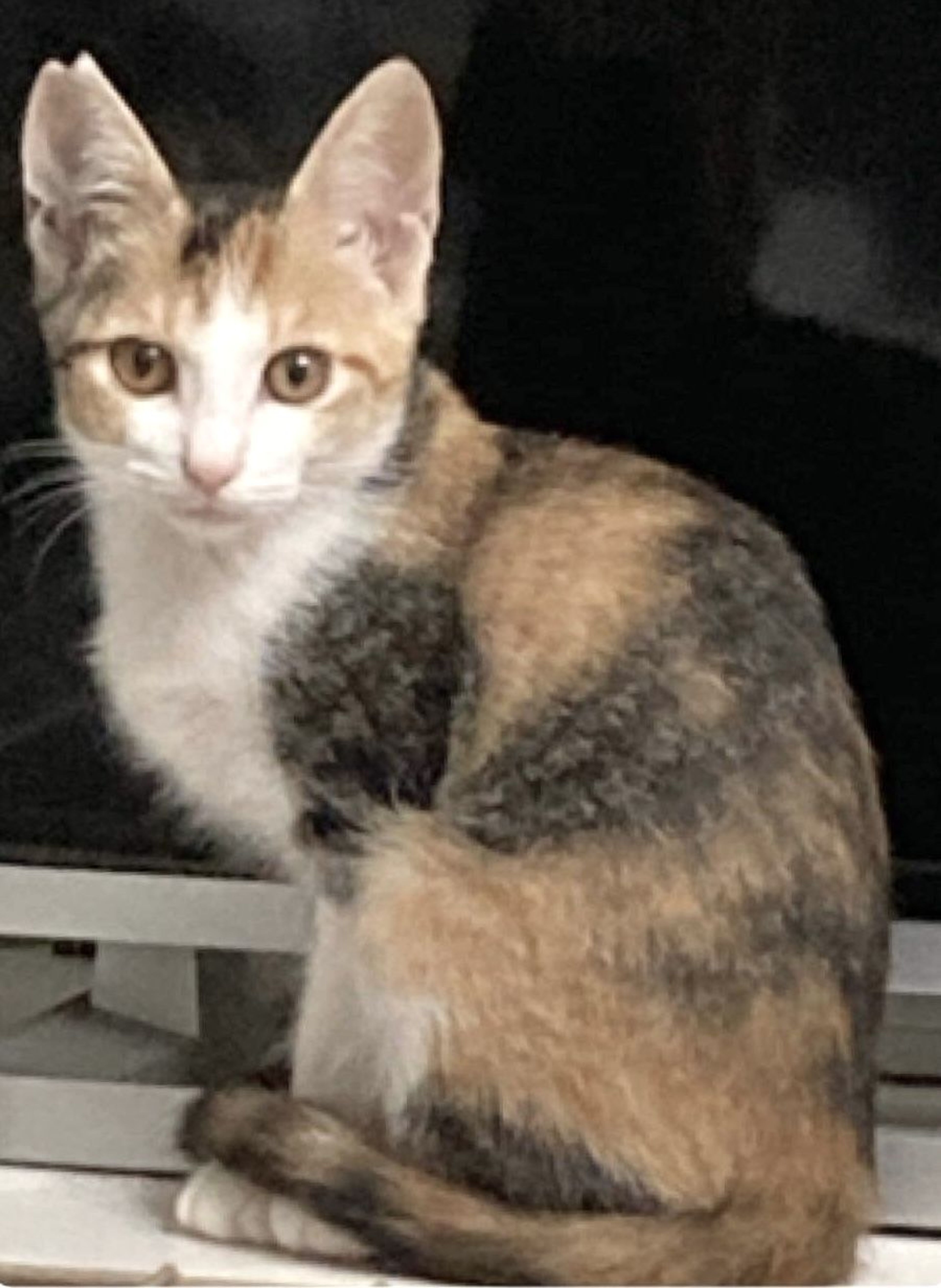 pet-image-2