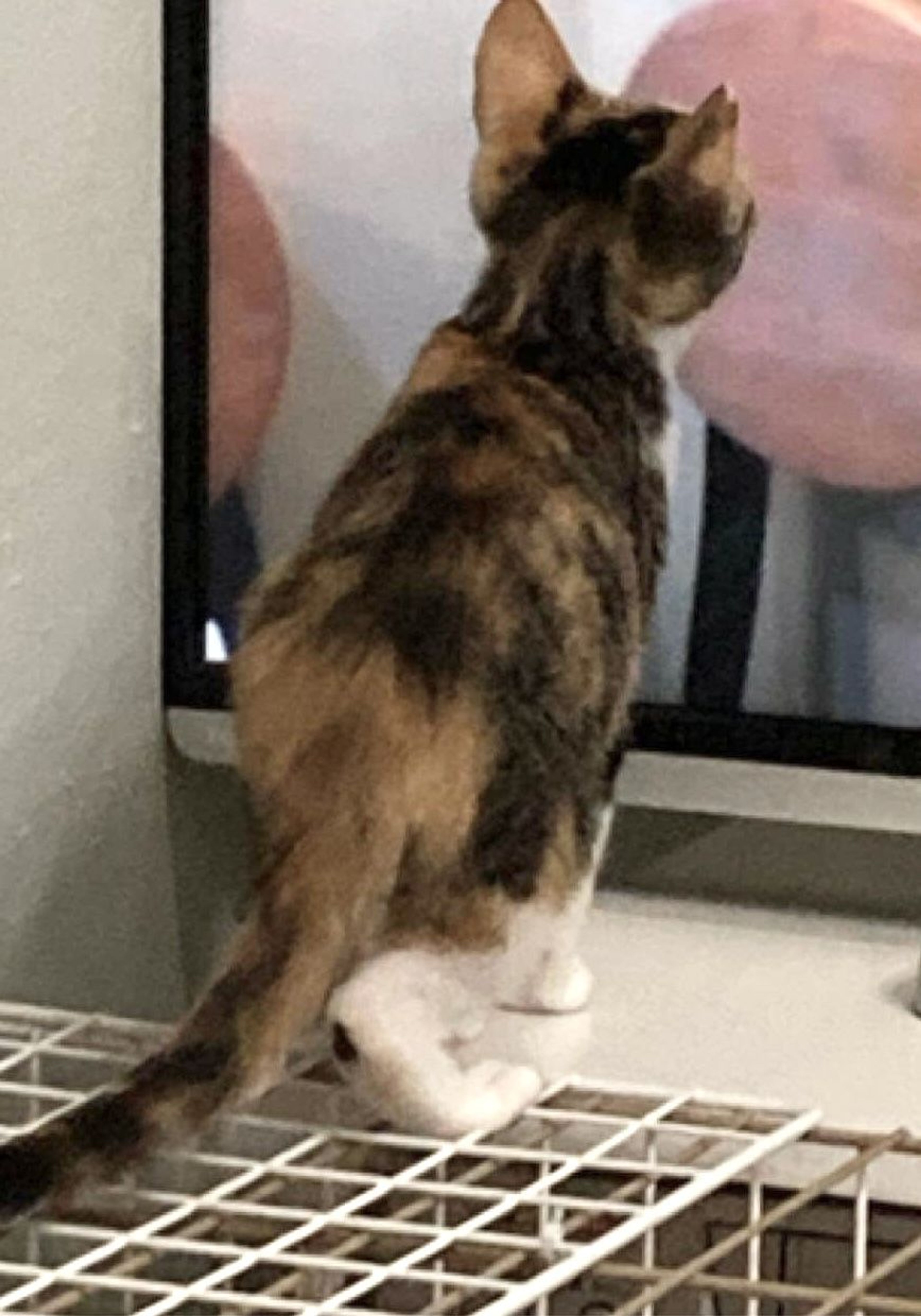 pet-image-3