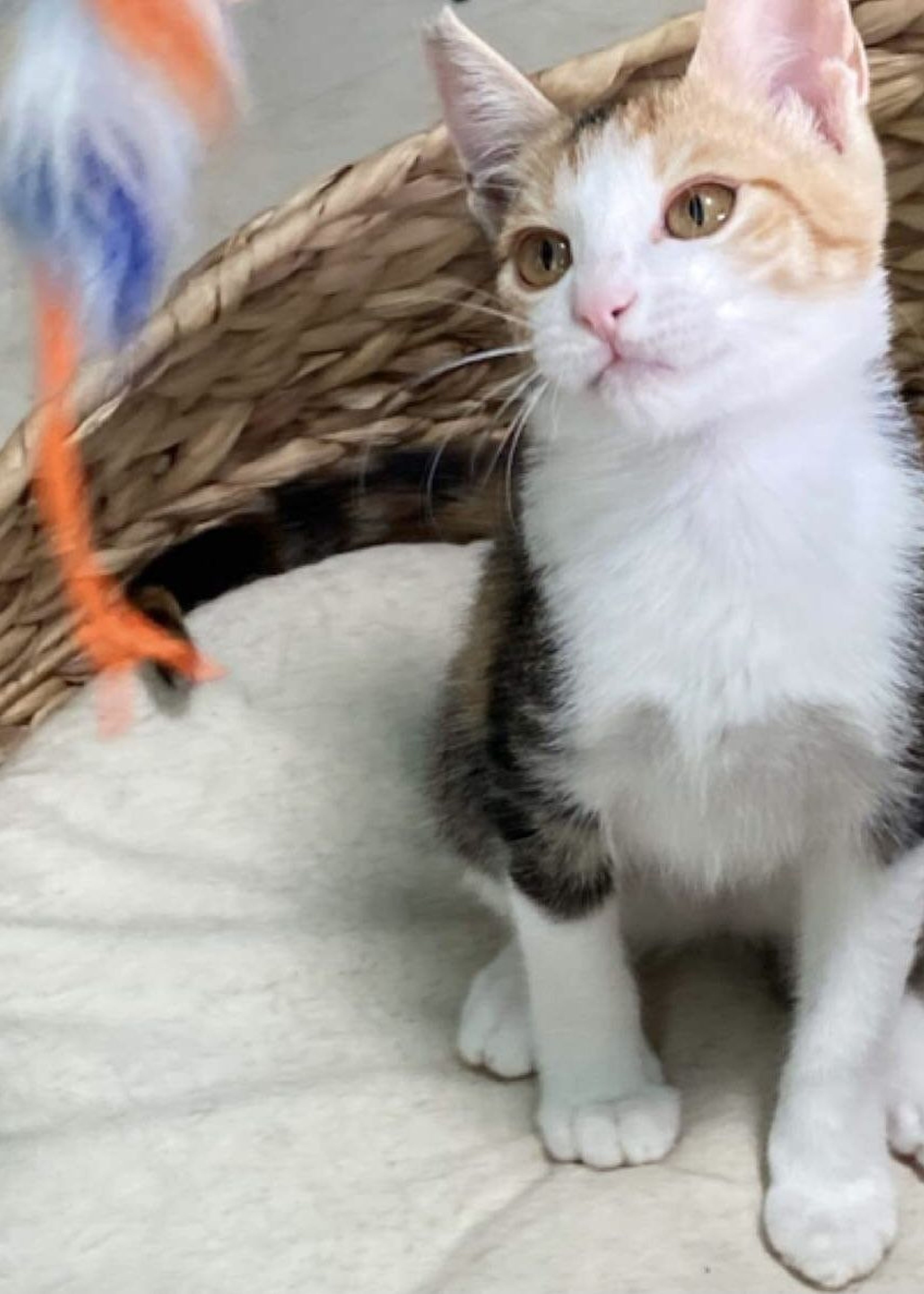 pet-image-4