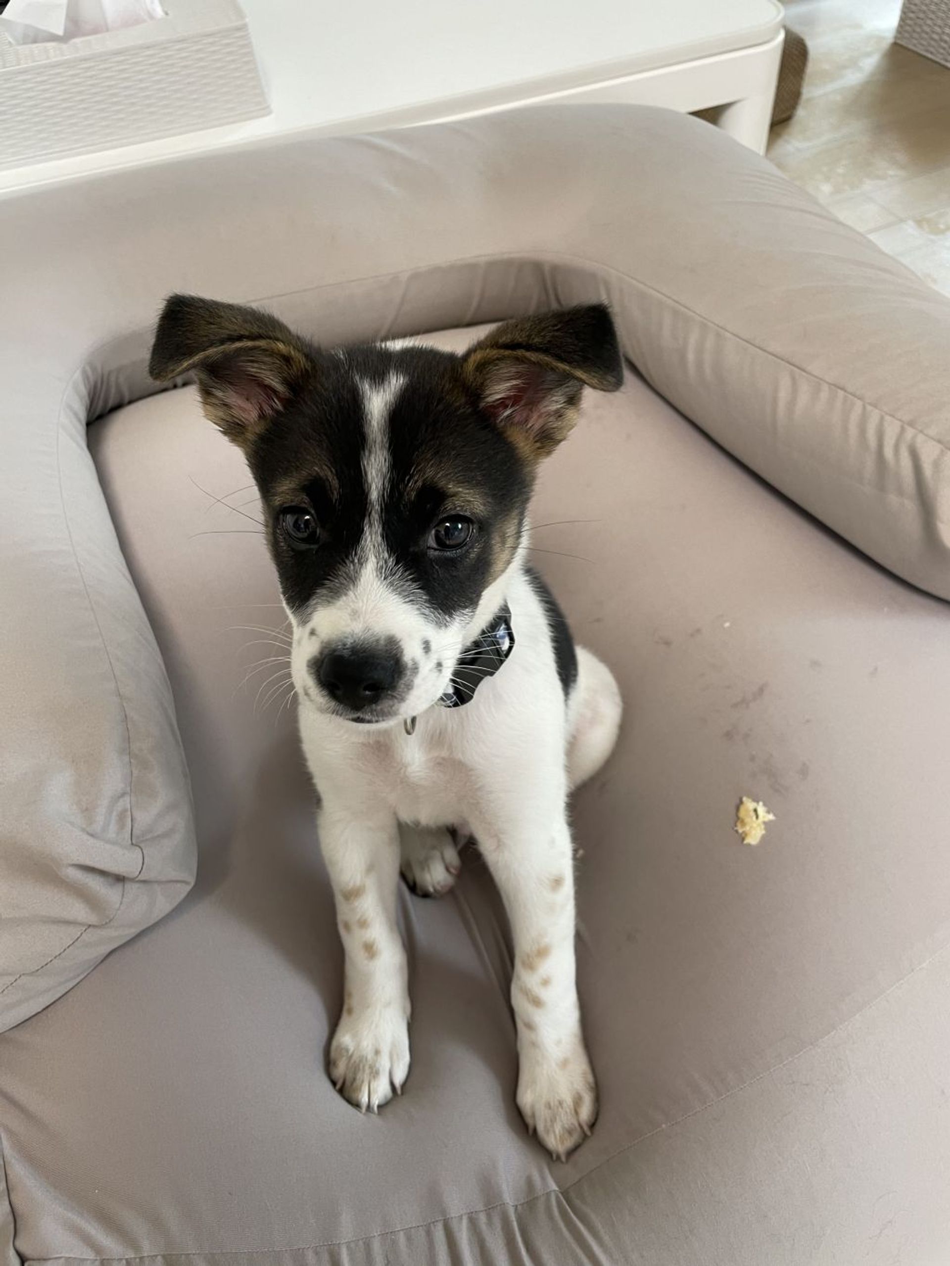 雑種（ミックス犬）・オスの里親募集の写真