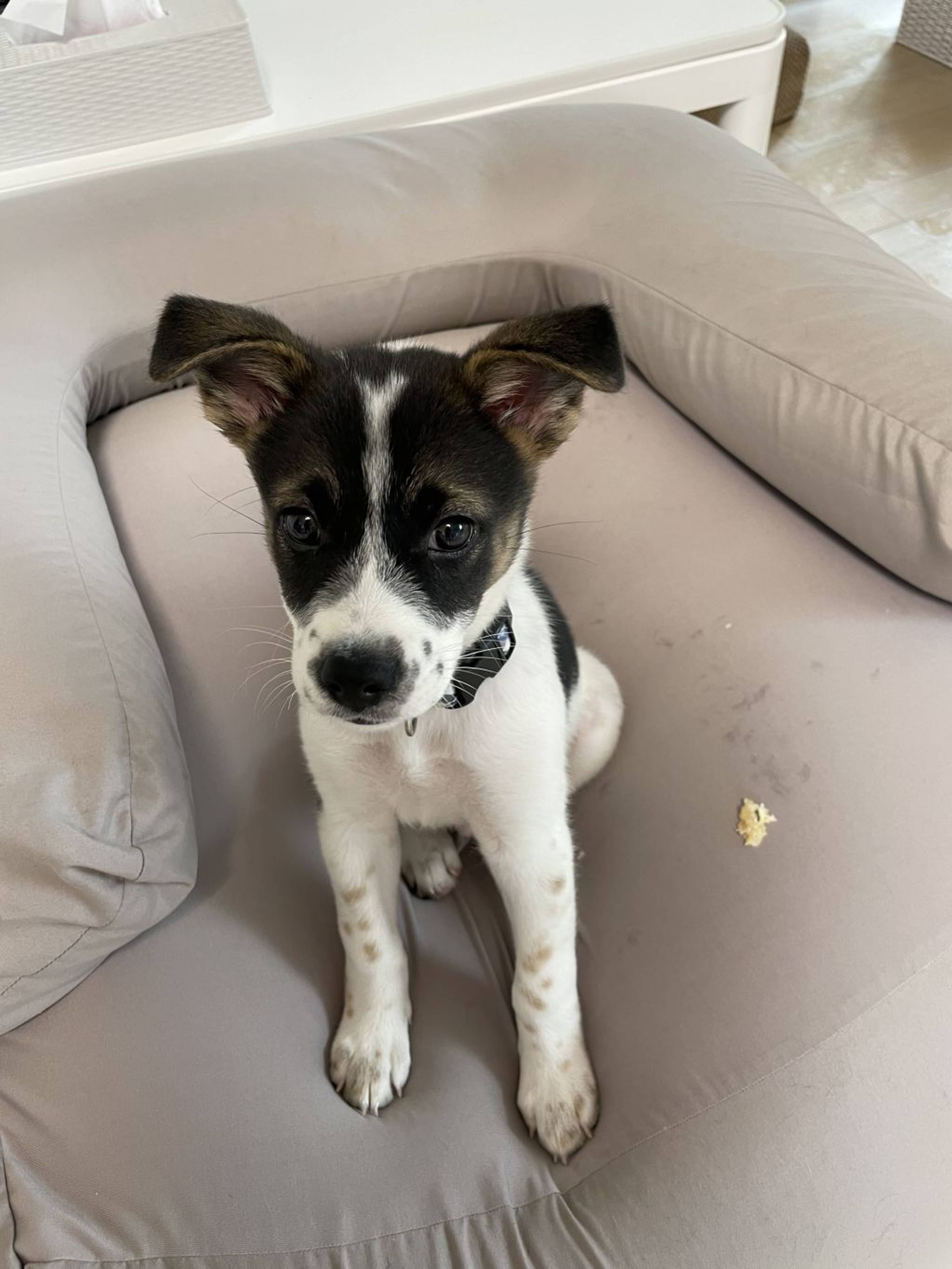 雑種（ミックス犬）・オスの里親募集の写真