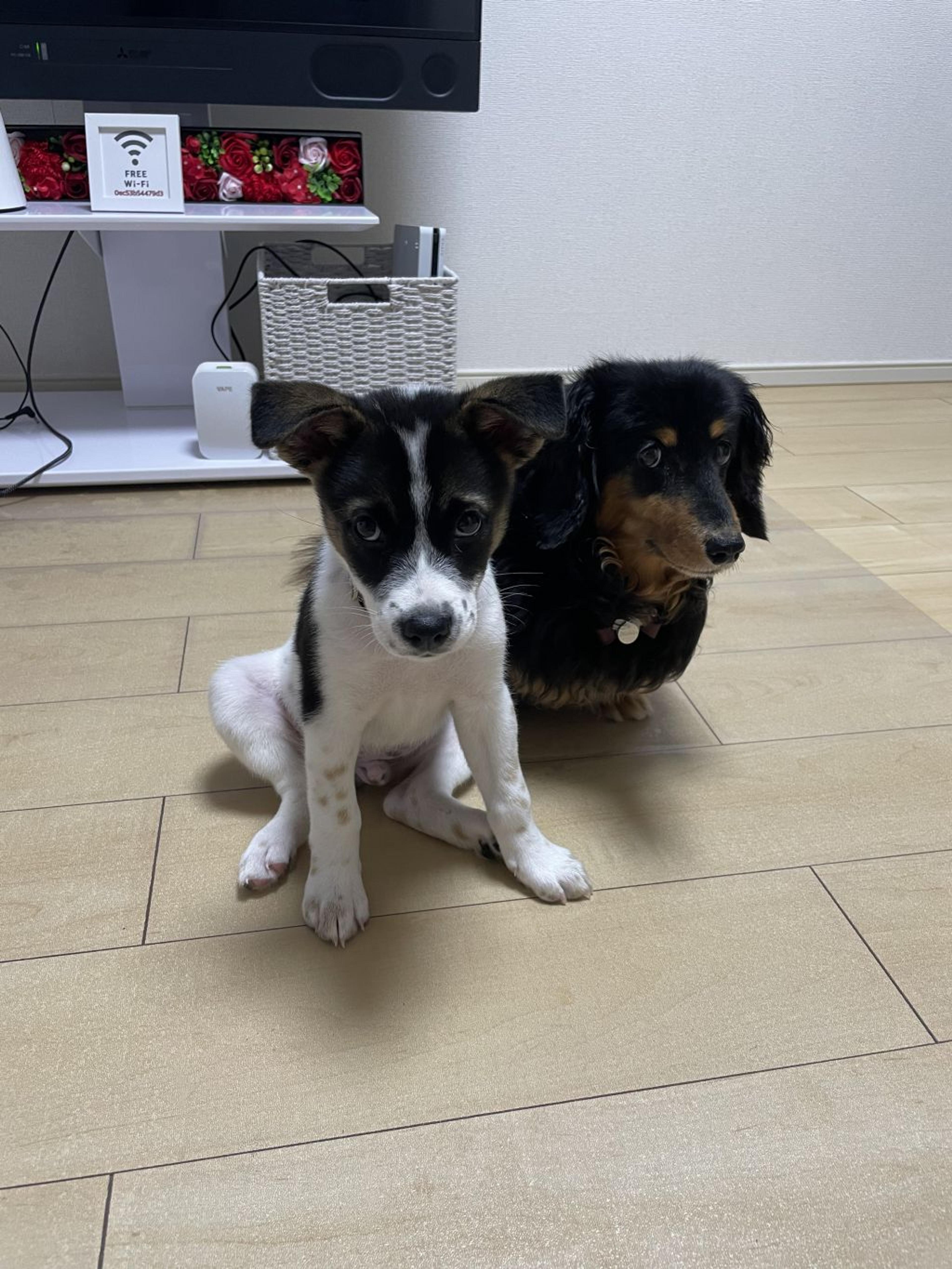 pet-image-2