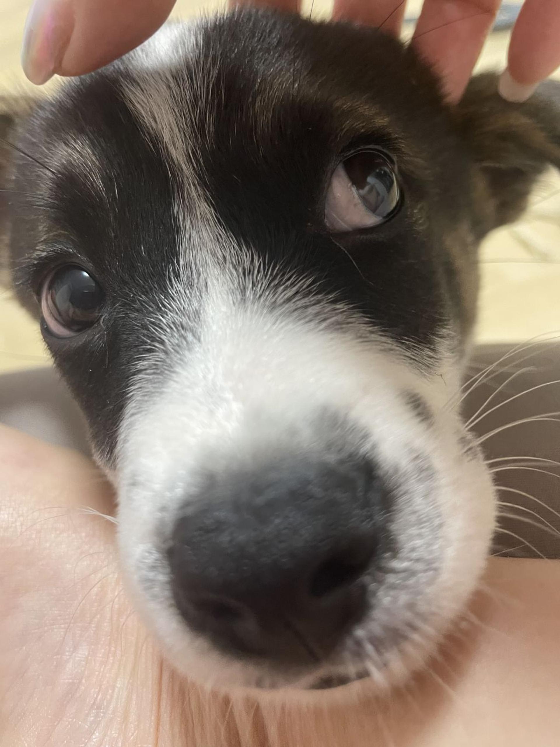 pet-image-3