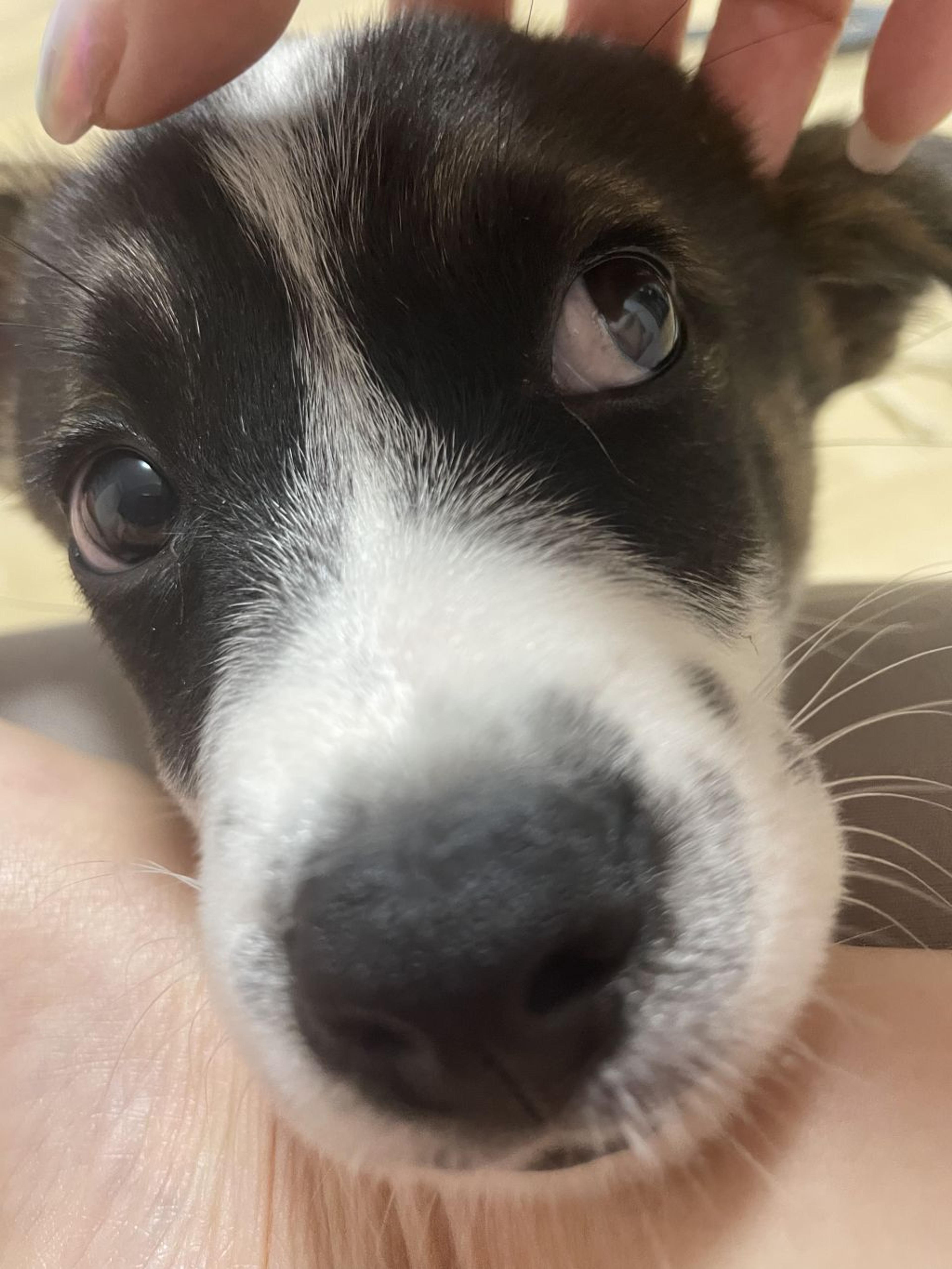 pet-image-3