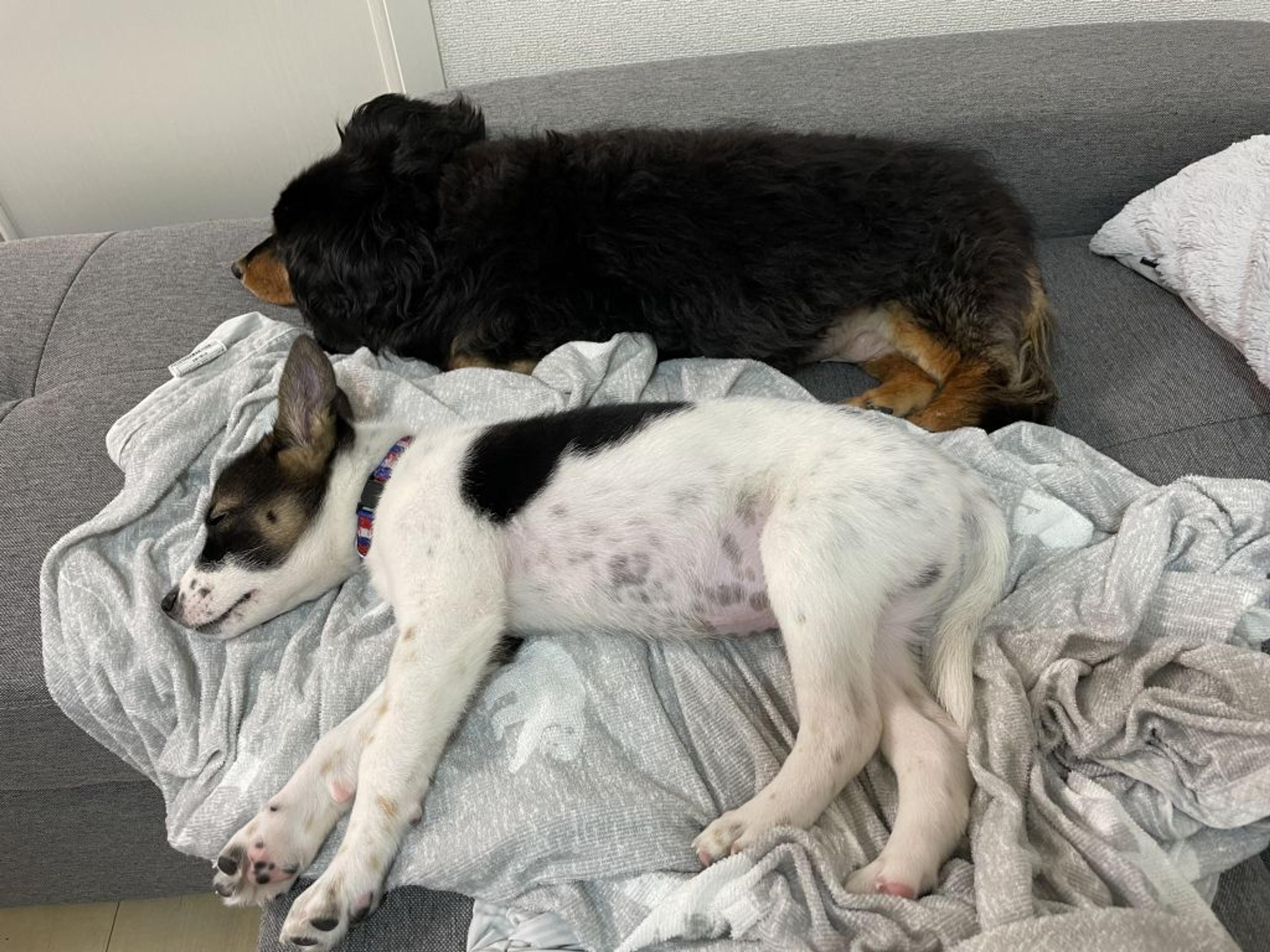 pet-image-5