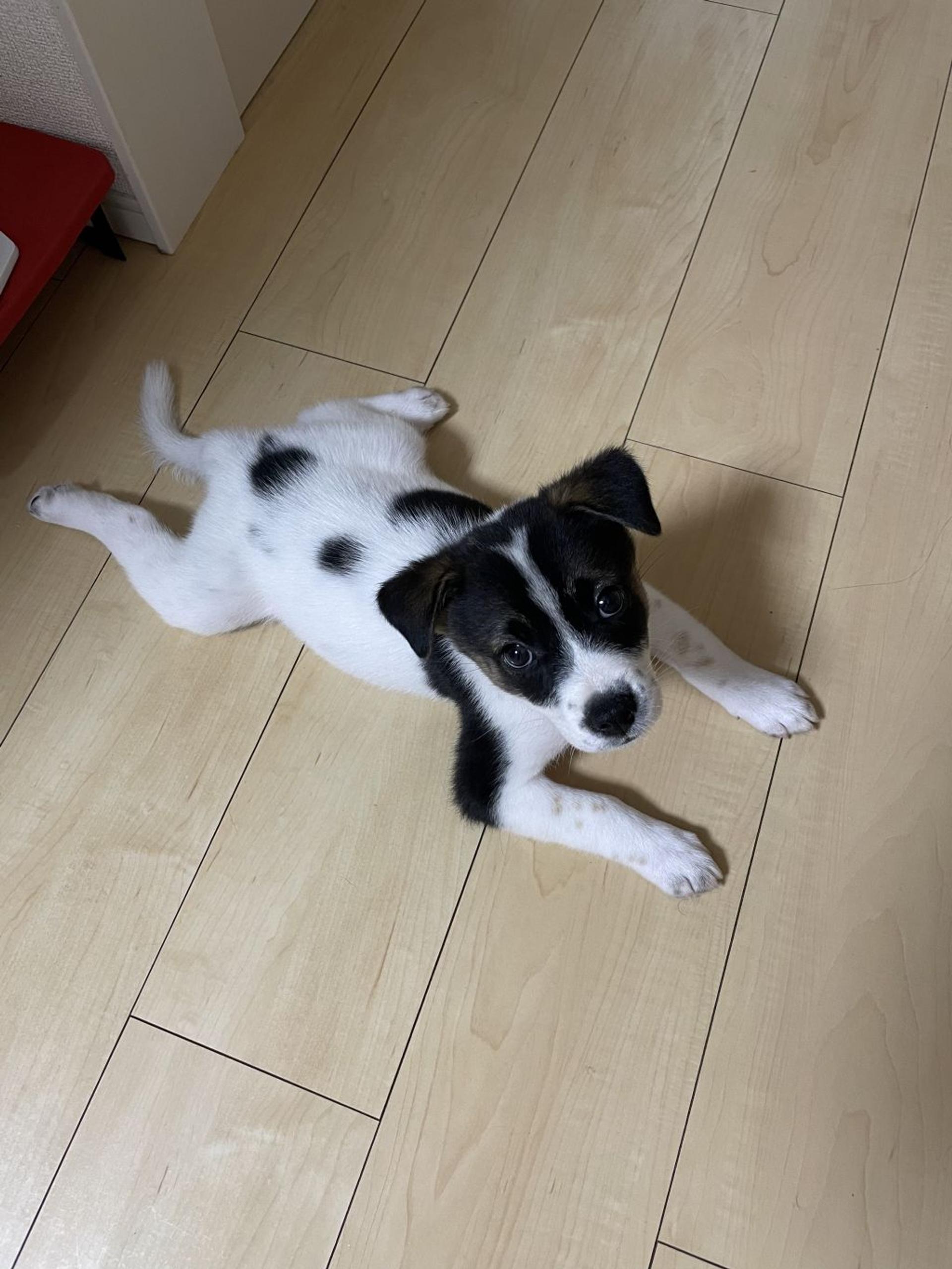 pet-image-7