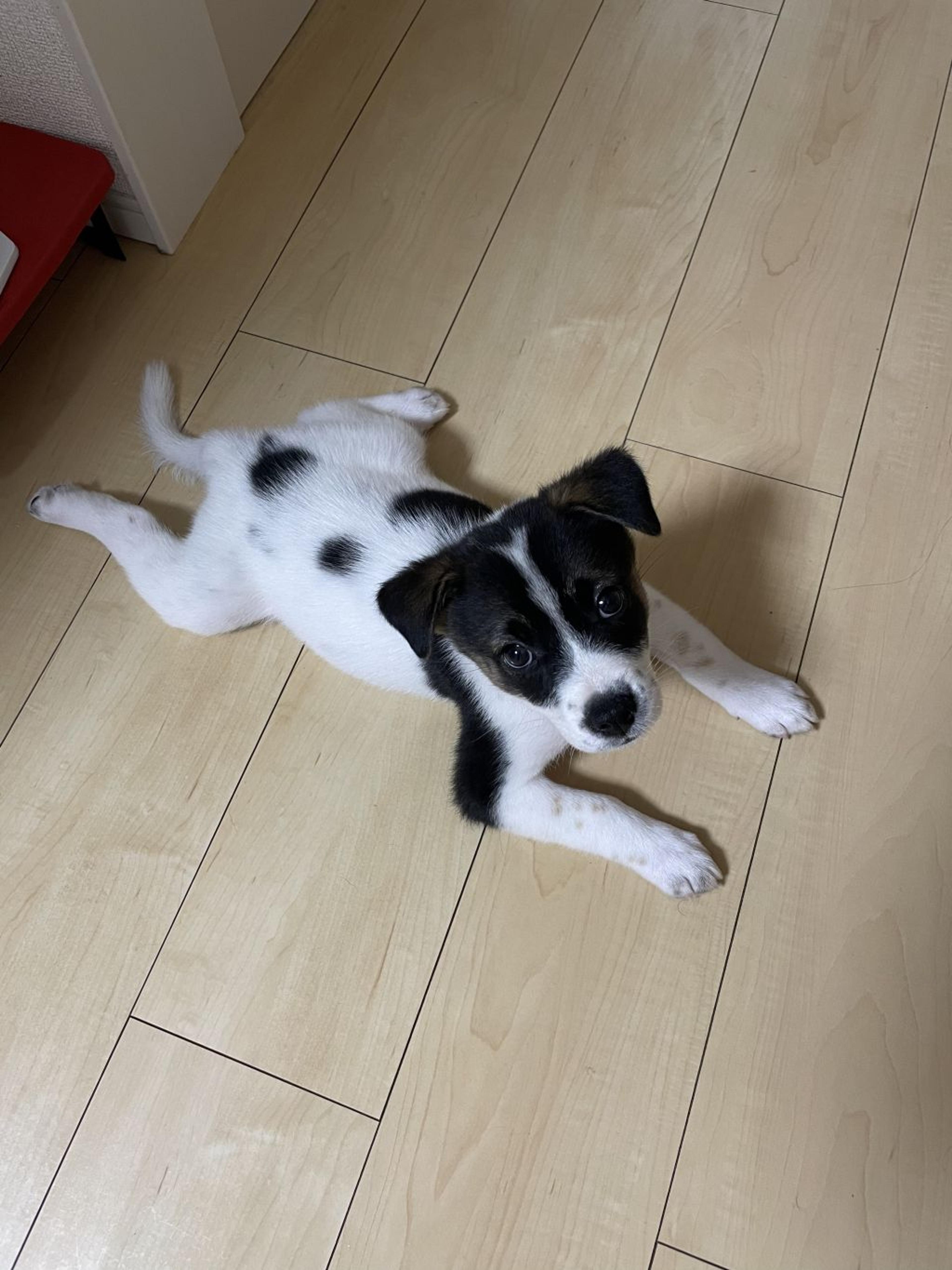 pet-image-7