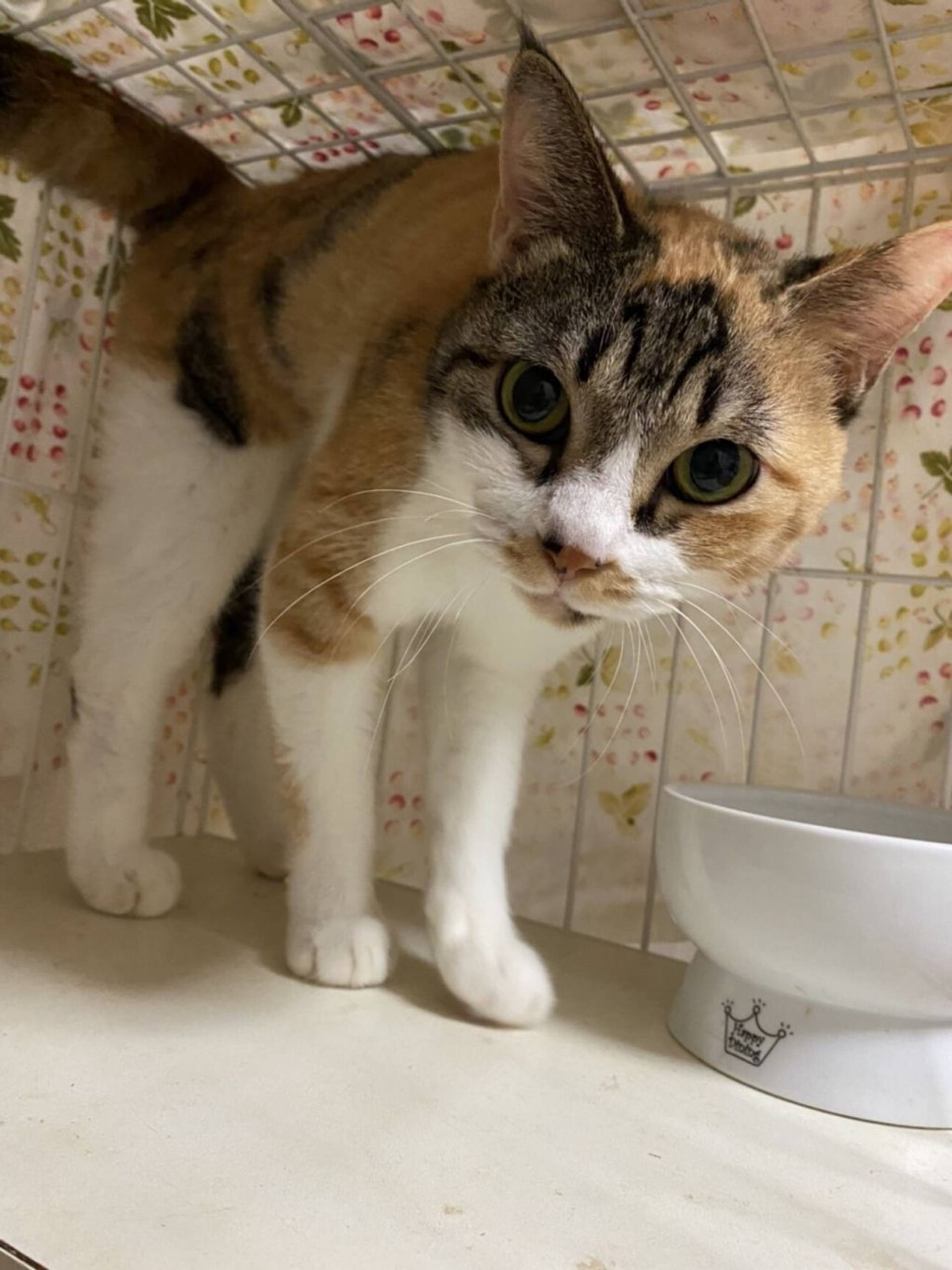 日本猫・メスの里親募集の写真