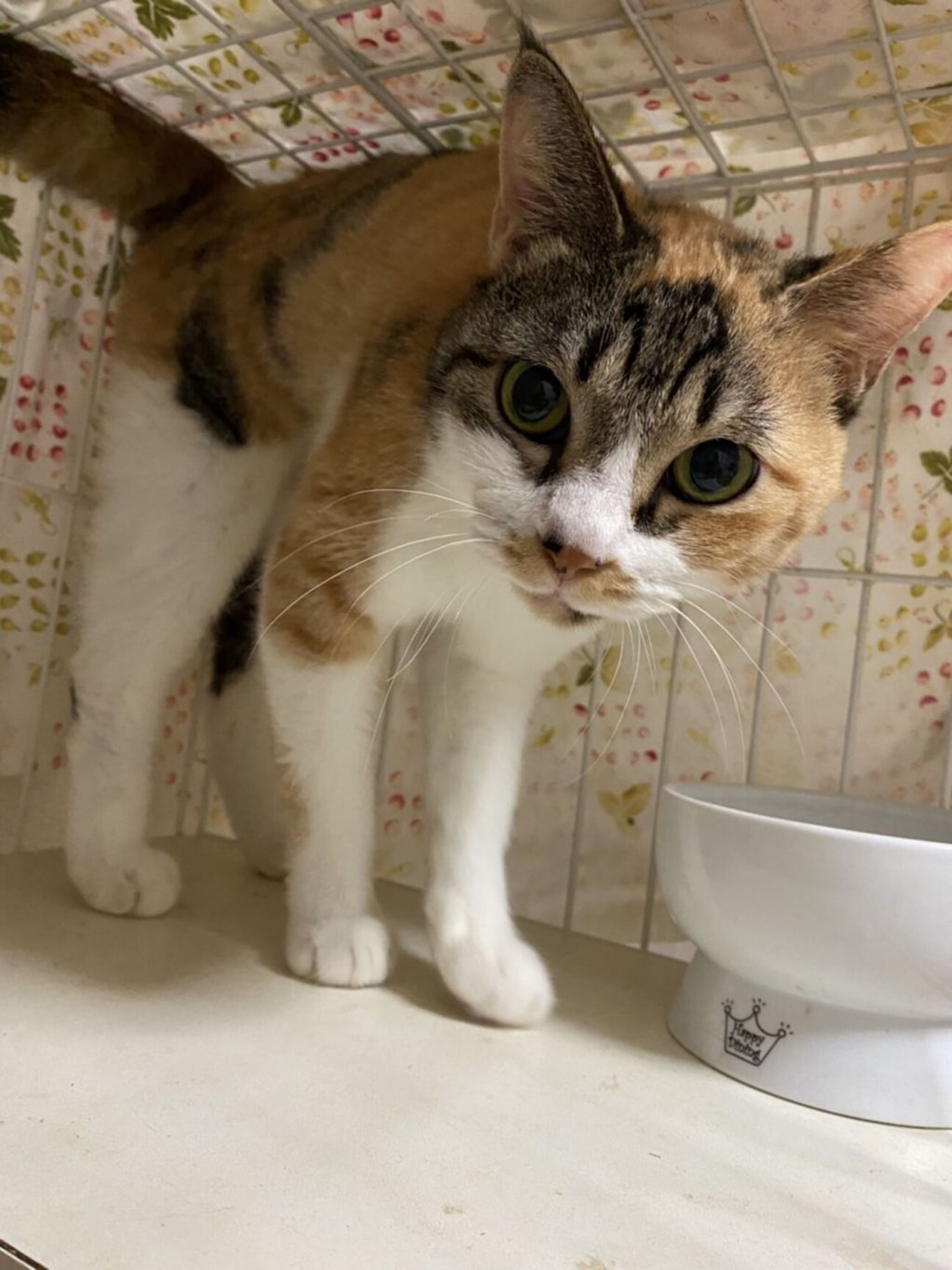 日本猫・メスの里親募集の写真