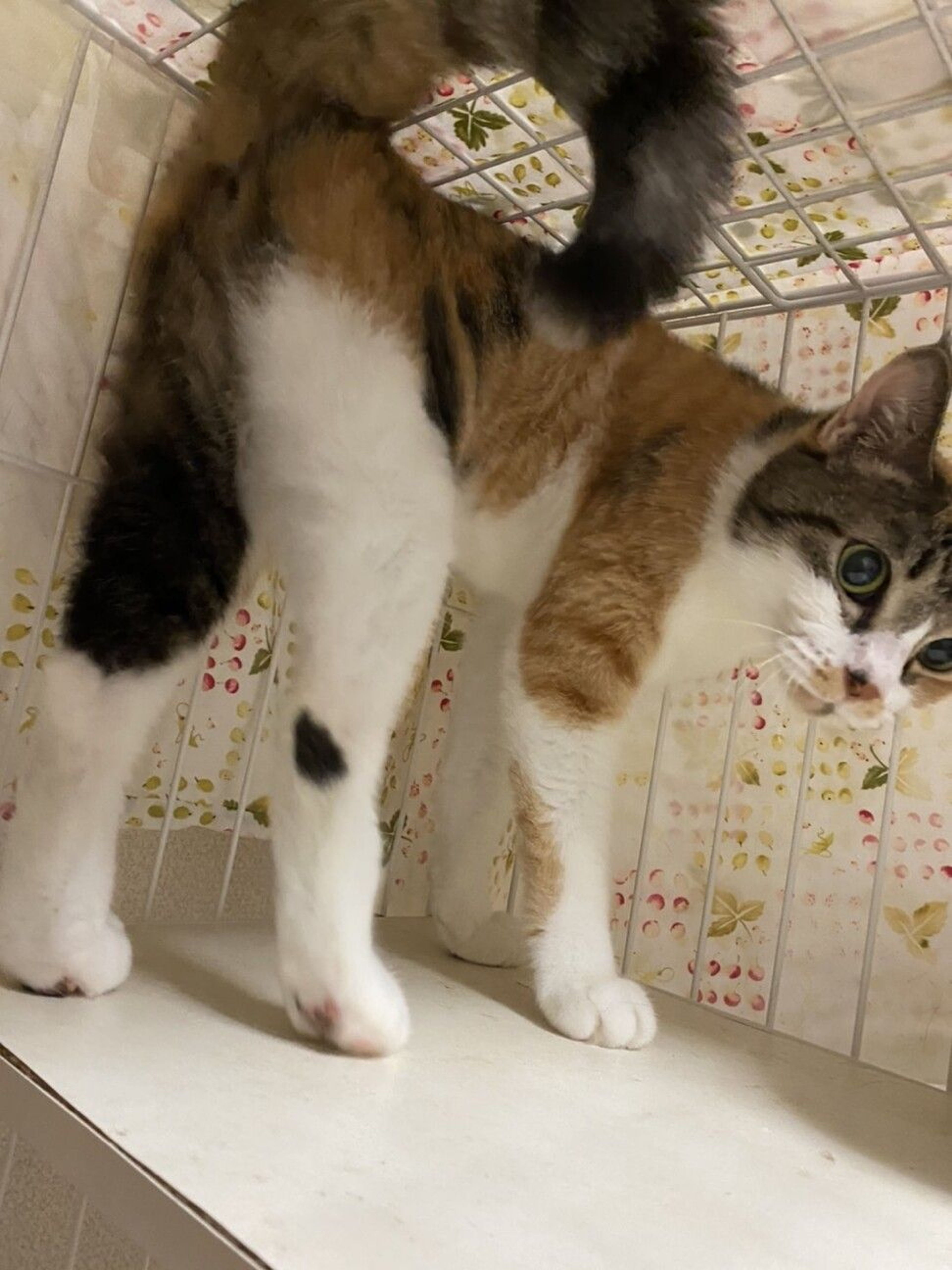 pet-image-2