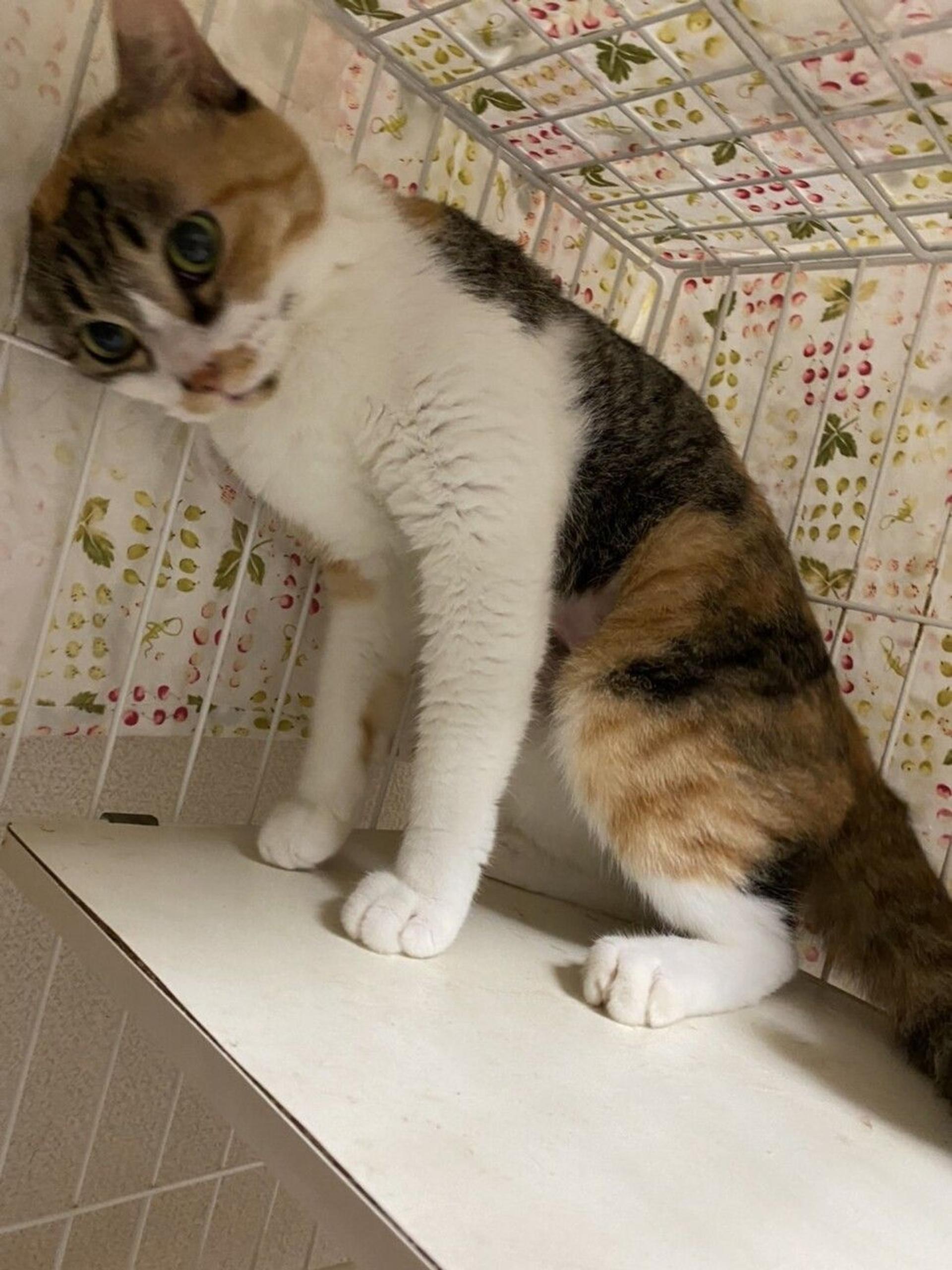 pet-image-3