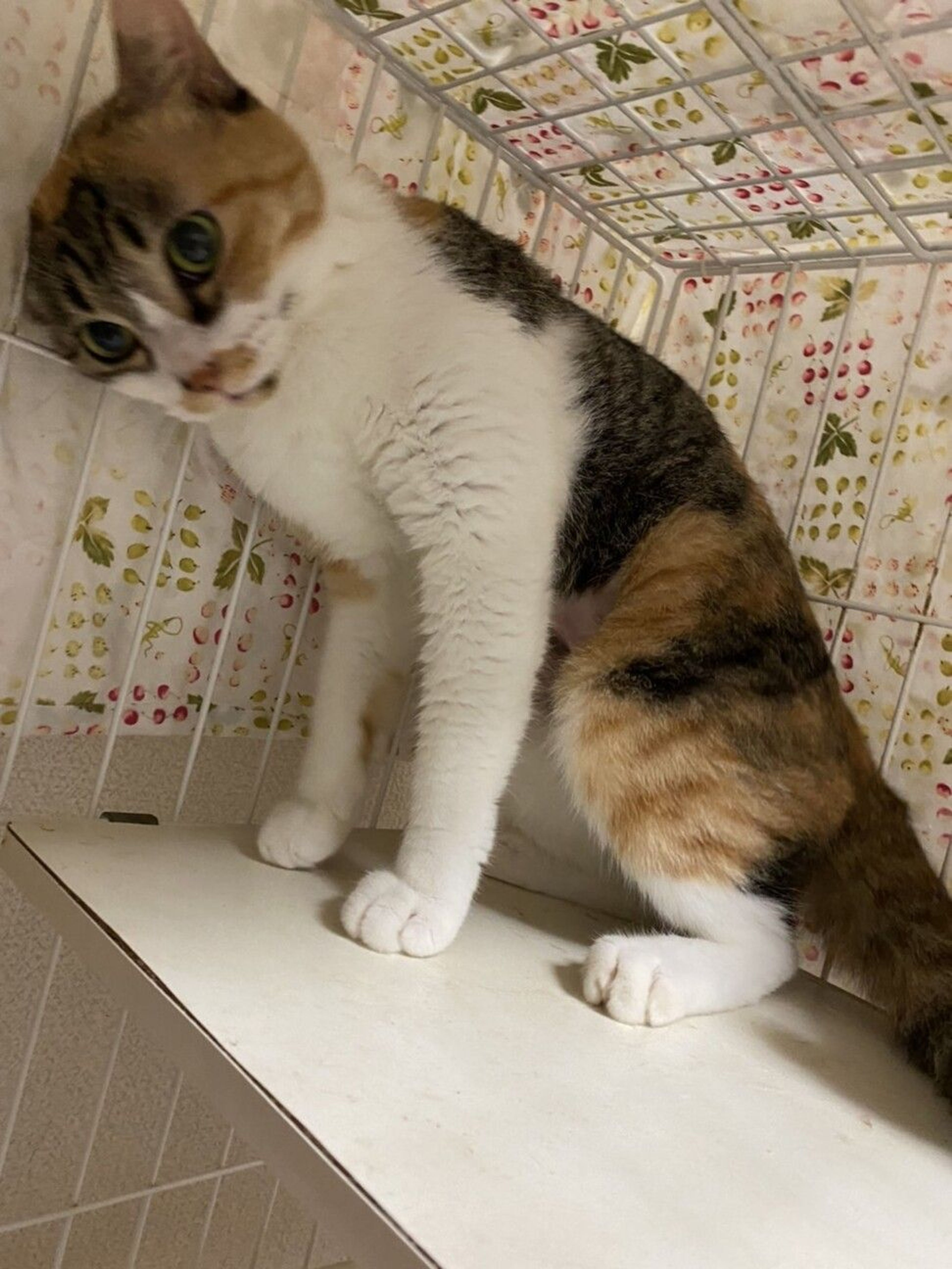 pet-image-3