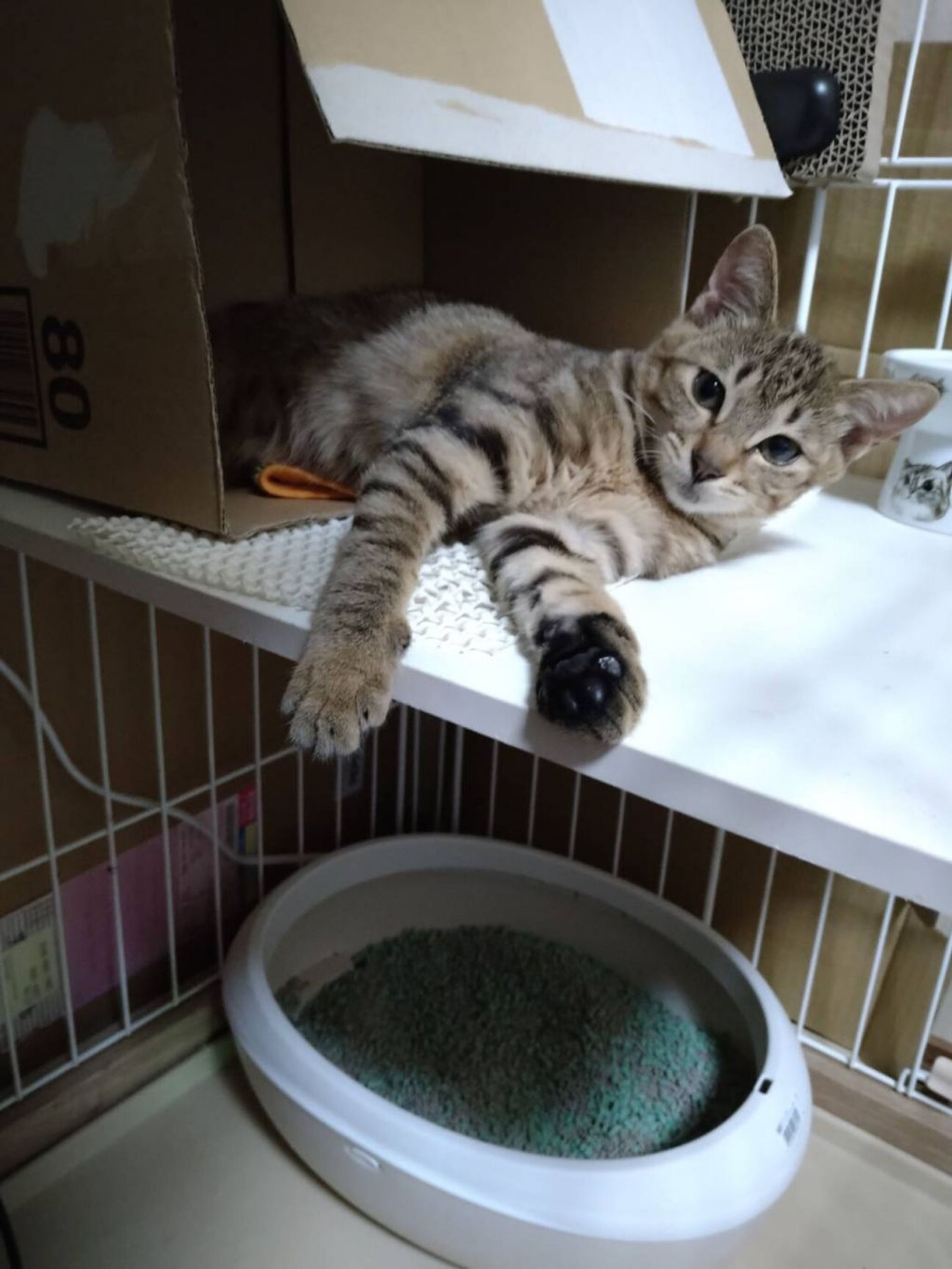 日本猫・オスの里親募集の写真