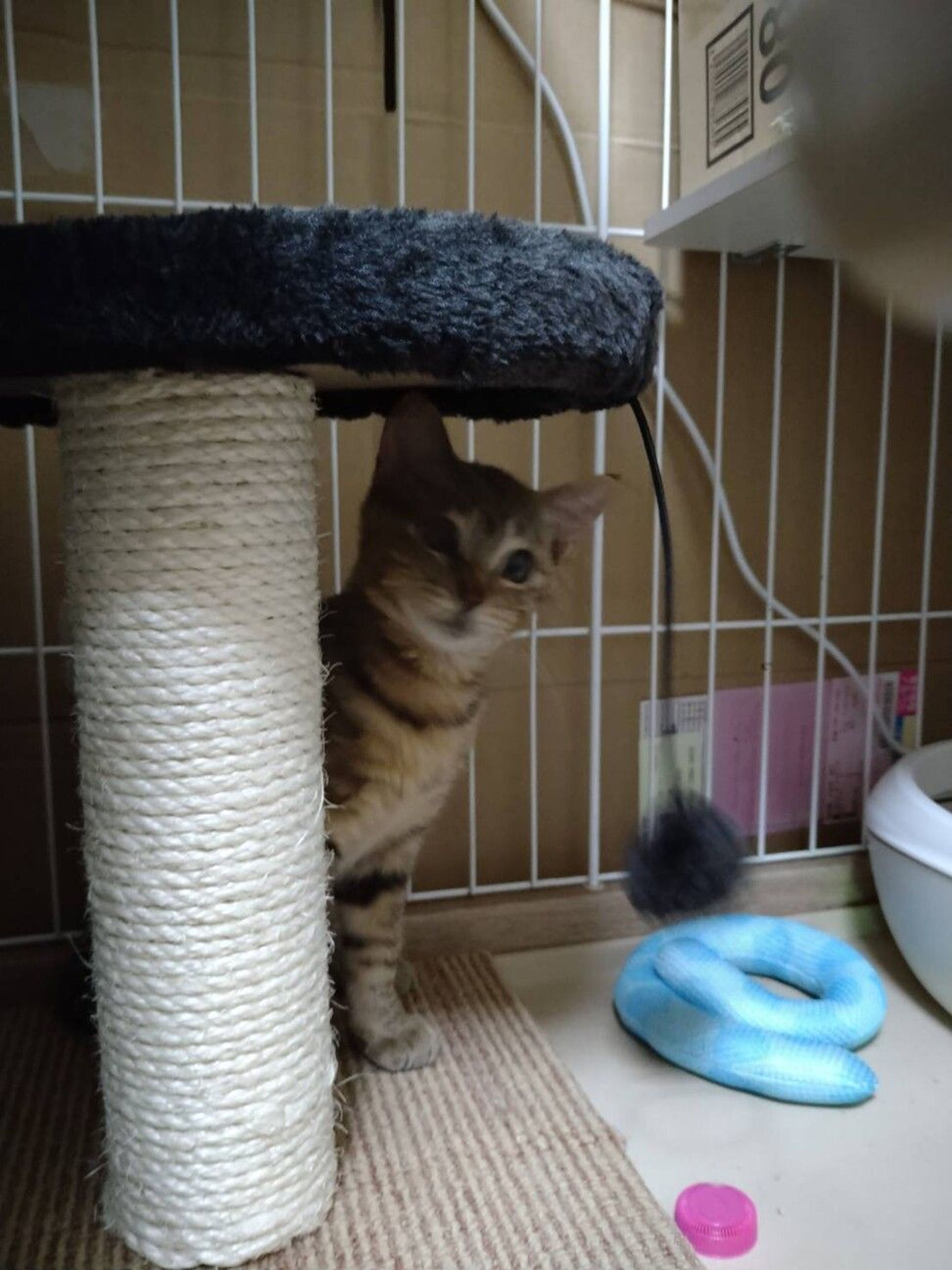 pet-image-2
