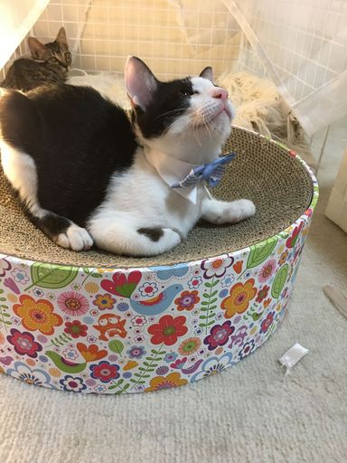 ハッチの写真