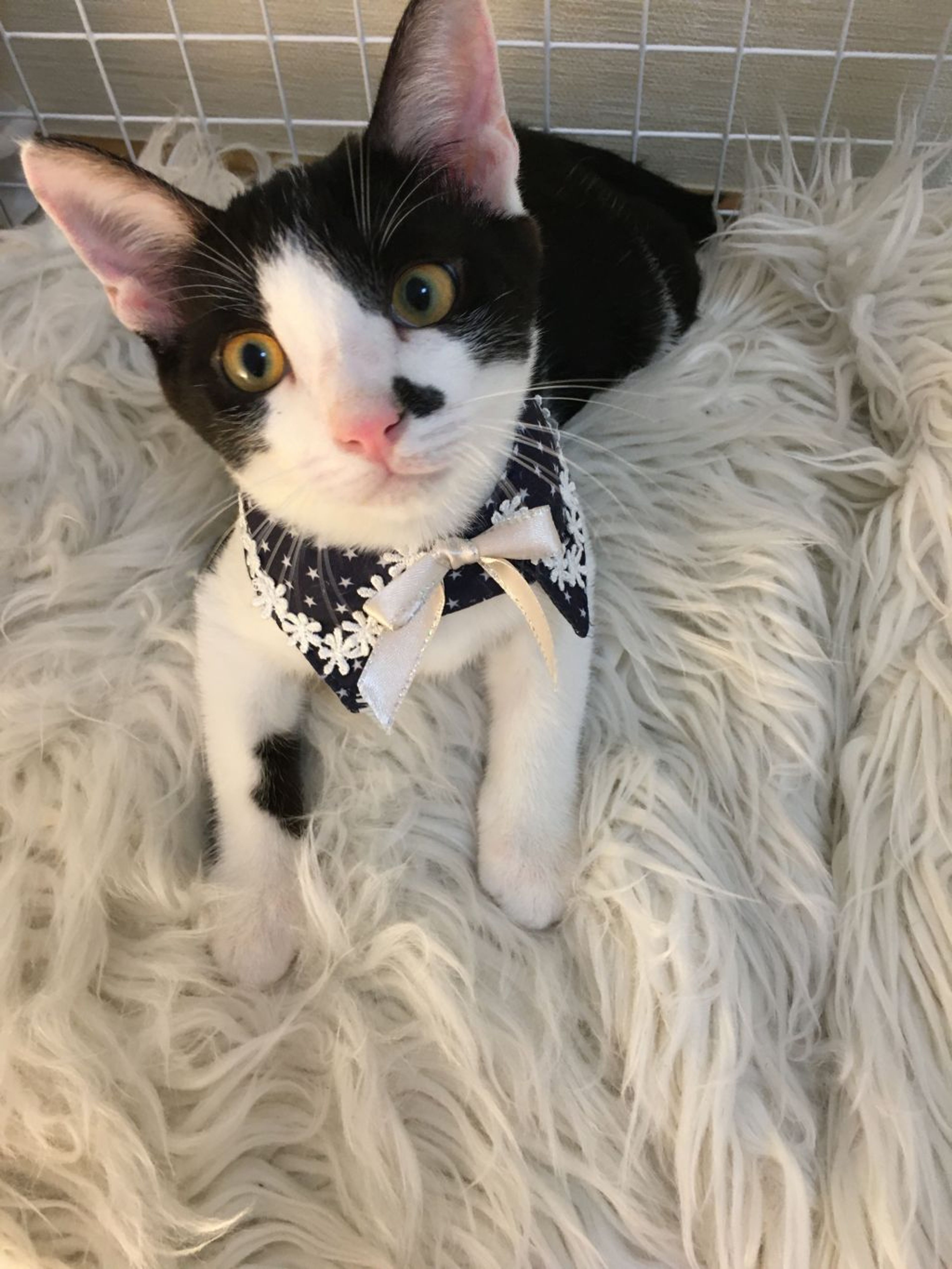 pet-image-2